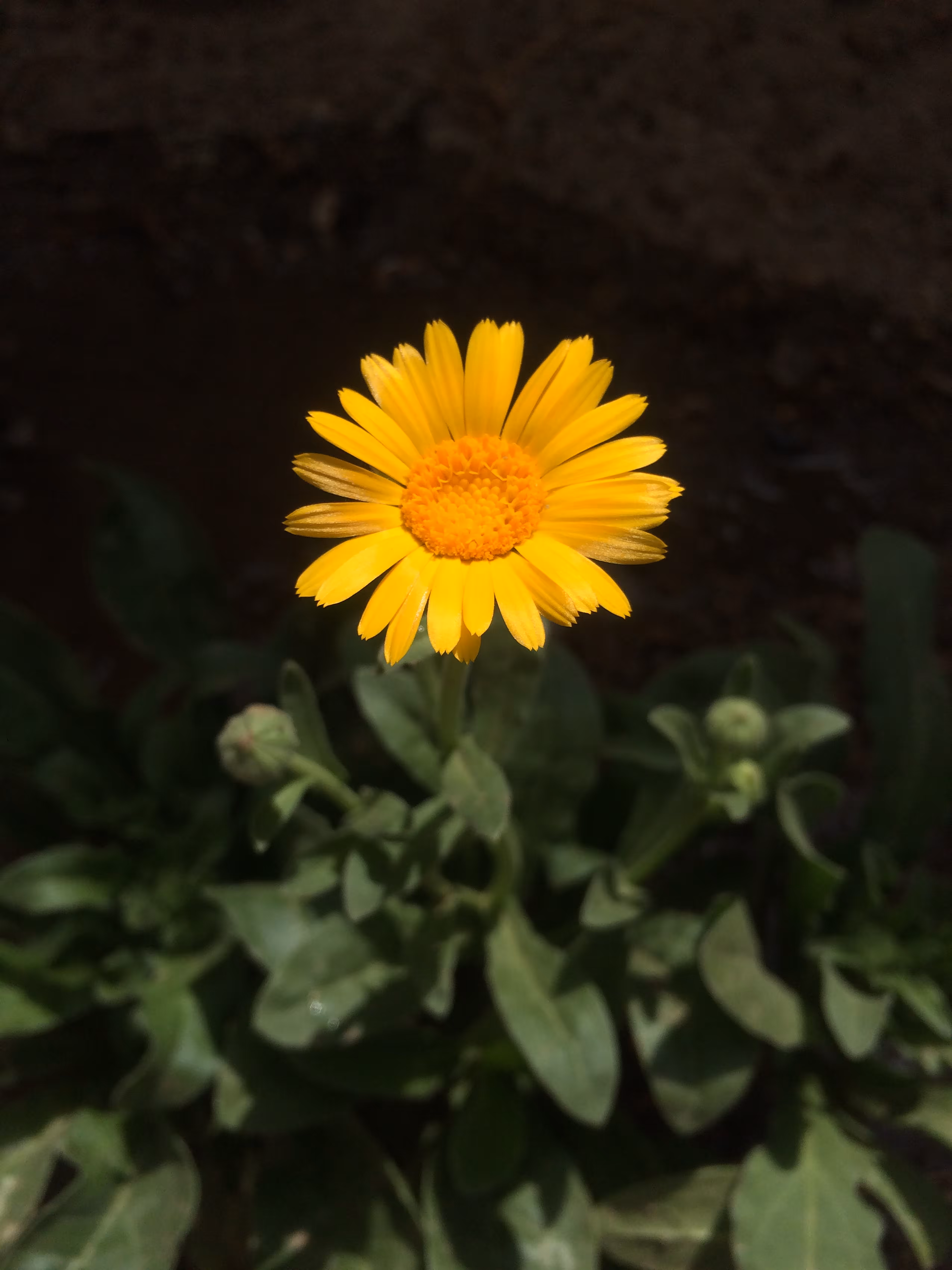 Merrylands.Photography: Merry-Photo 11