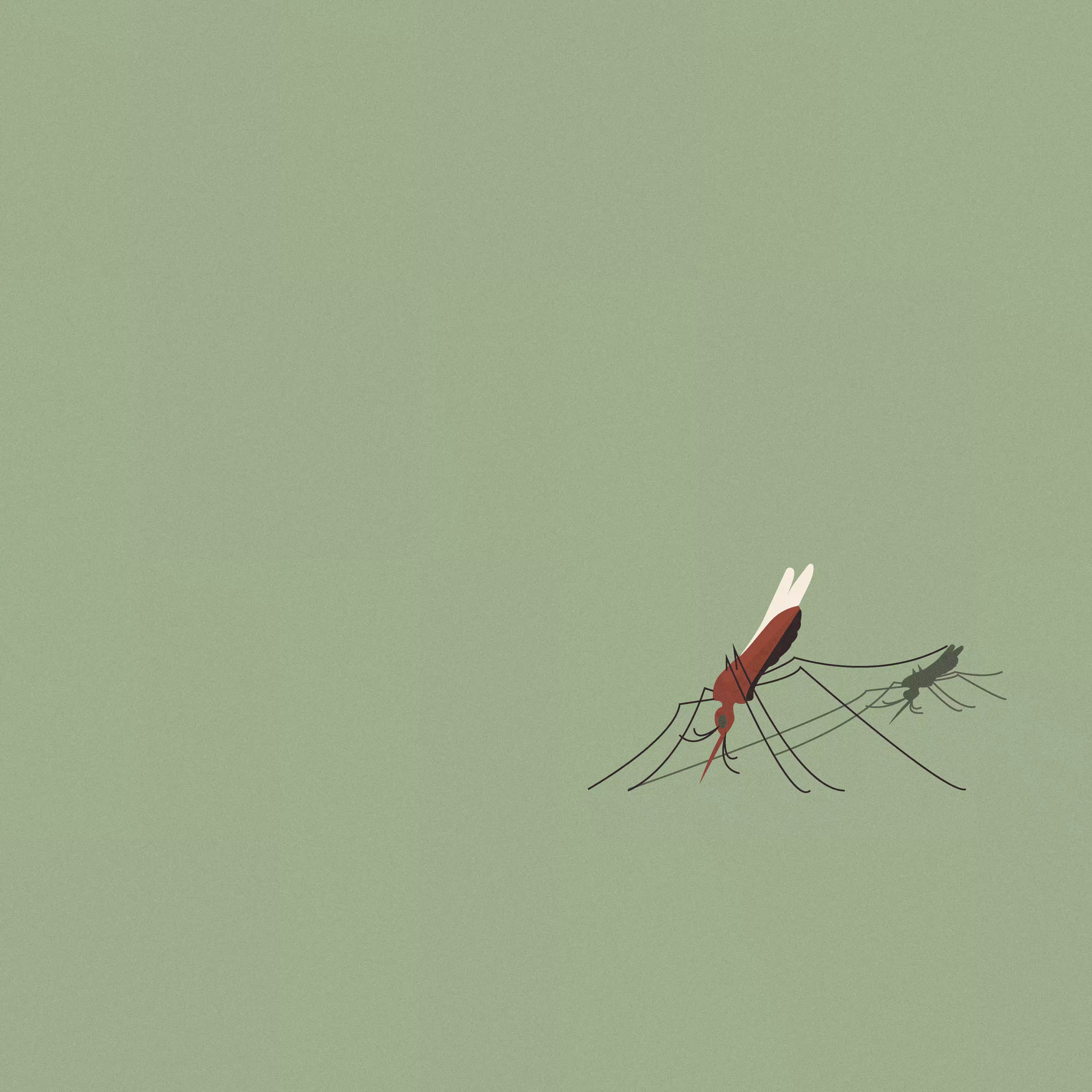 Mosquito