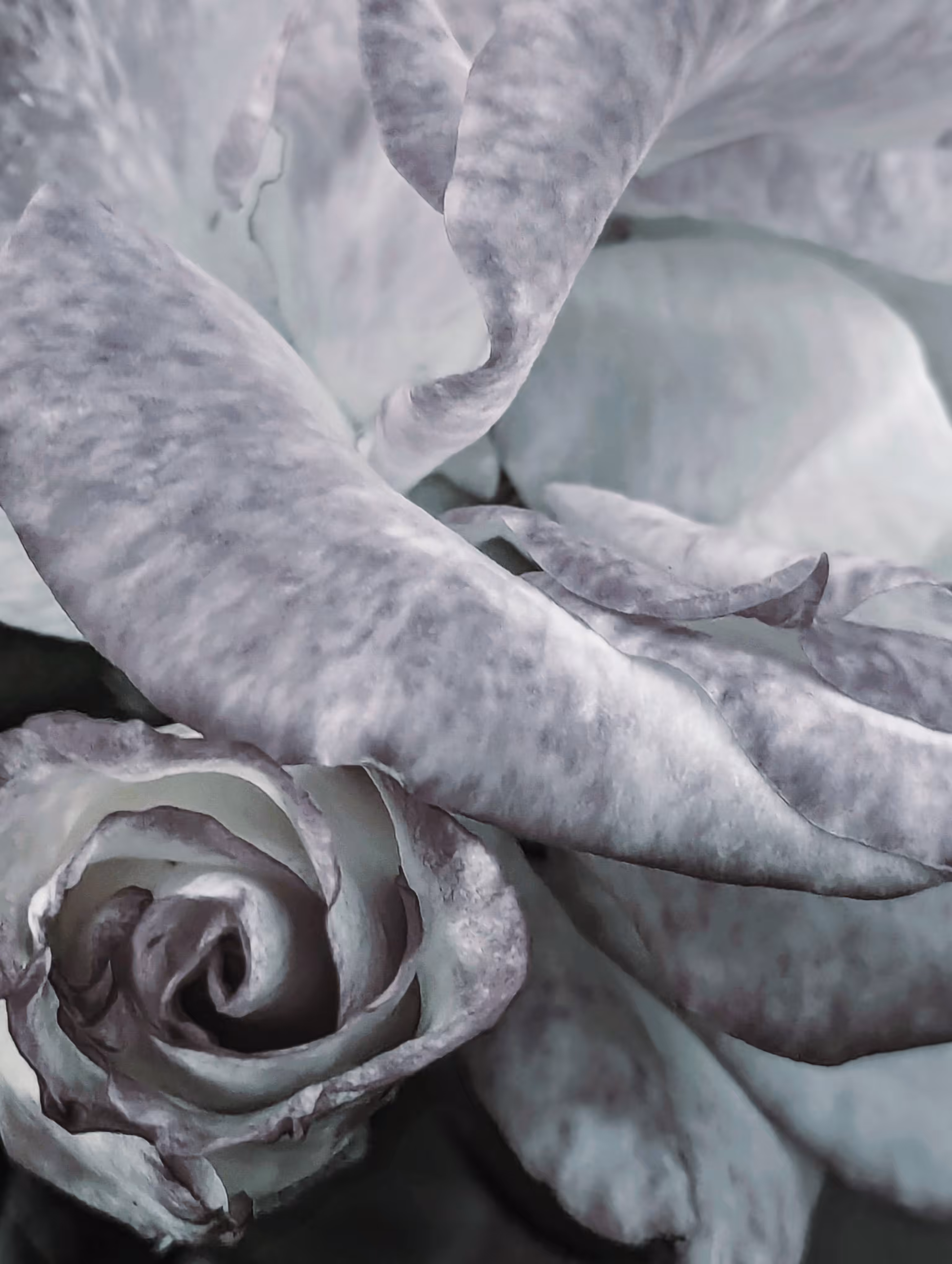 Rose shell