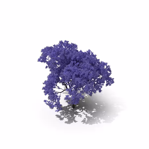 Your Tree I Jacaranda Tree