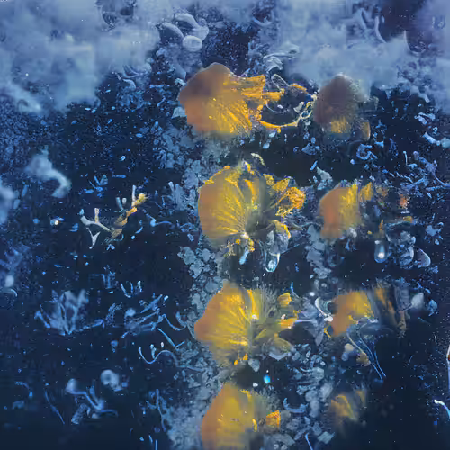 Molecular Atlas #56