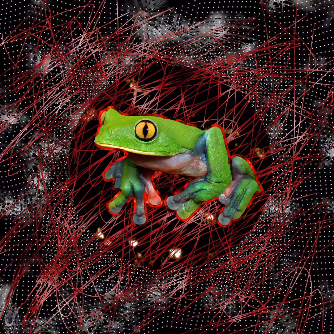 Agalychnis annae