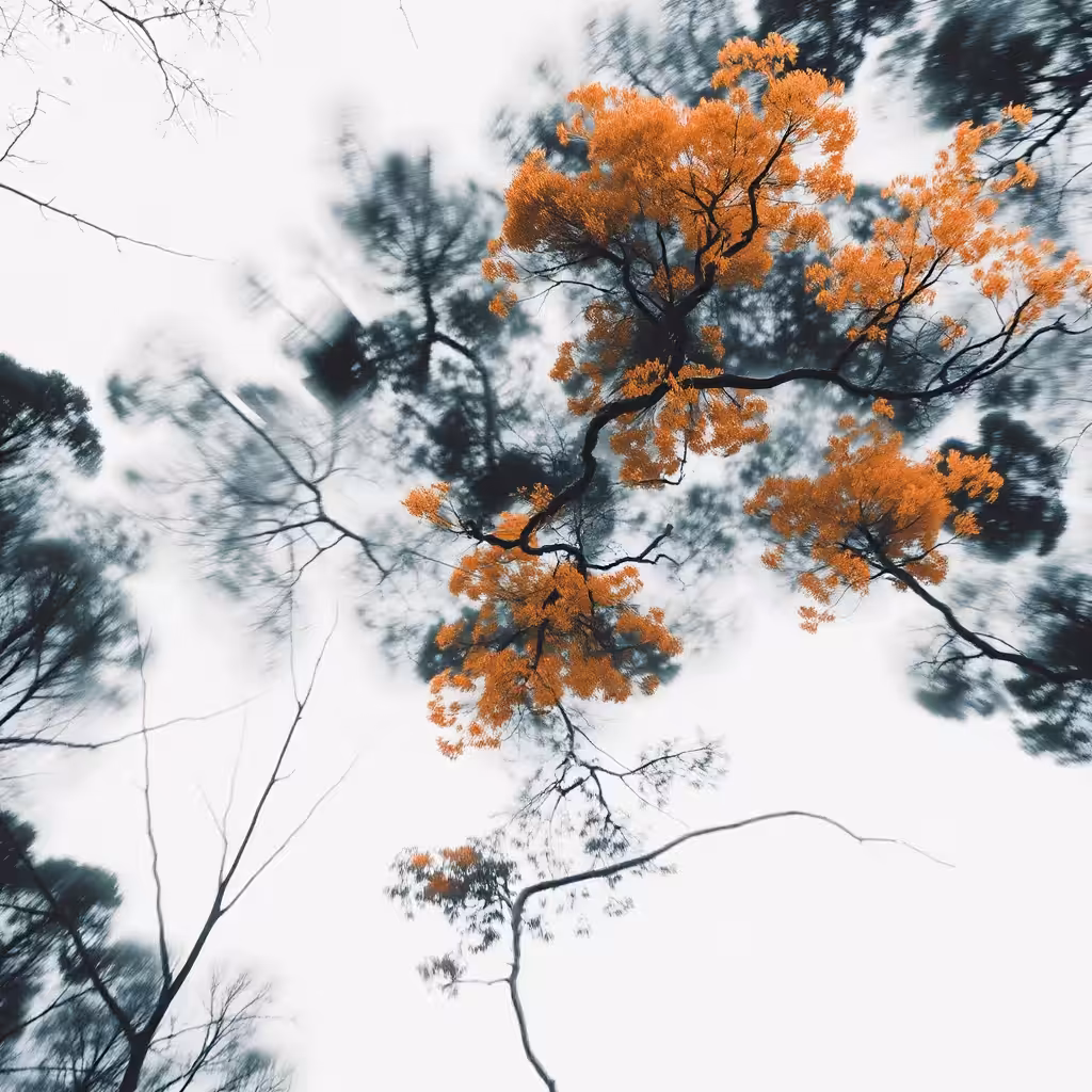 Orange Reverberation