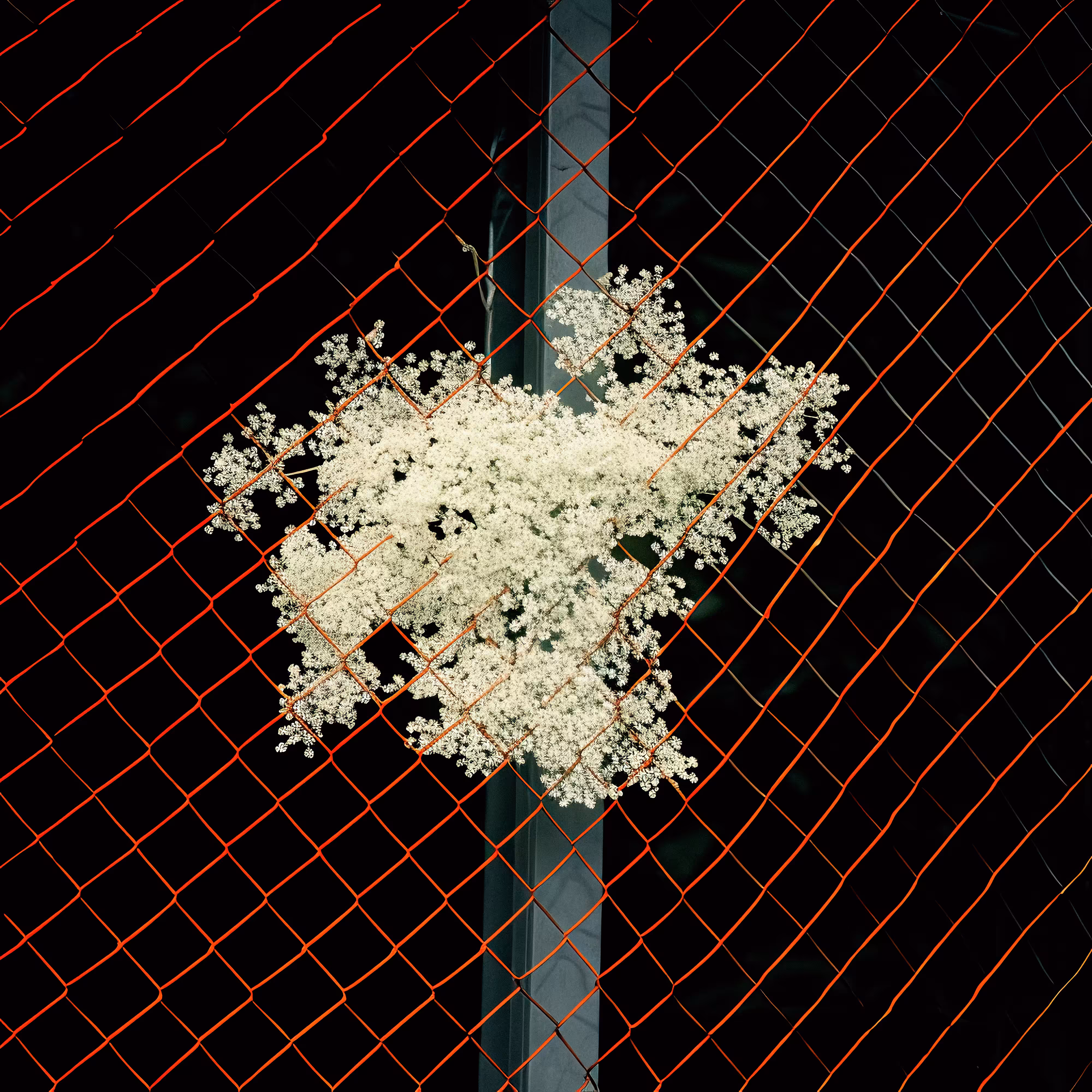 Chain Elderflower