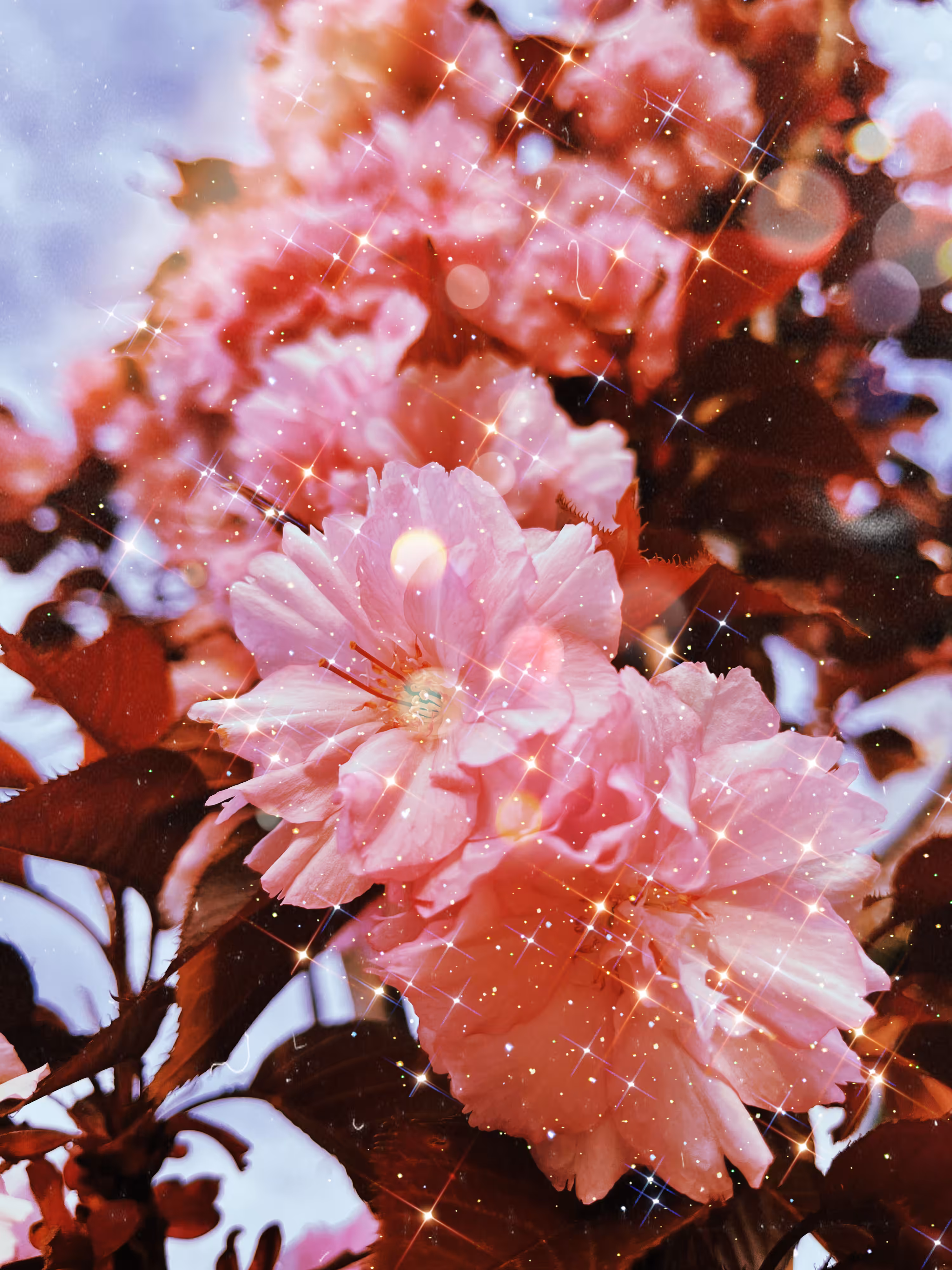 Sakura