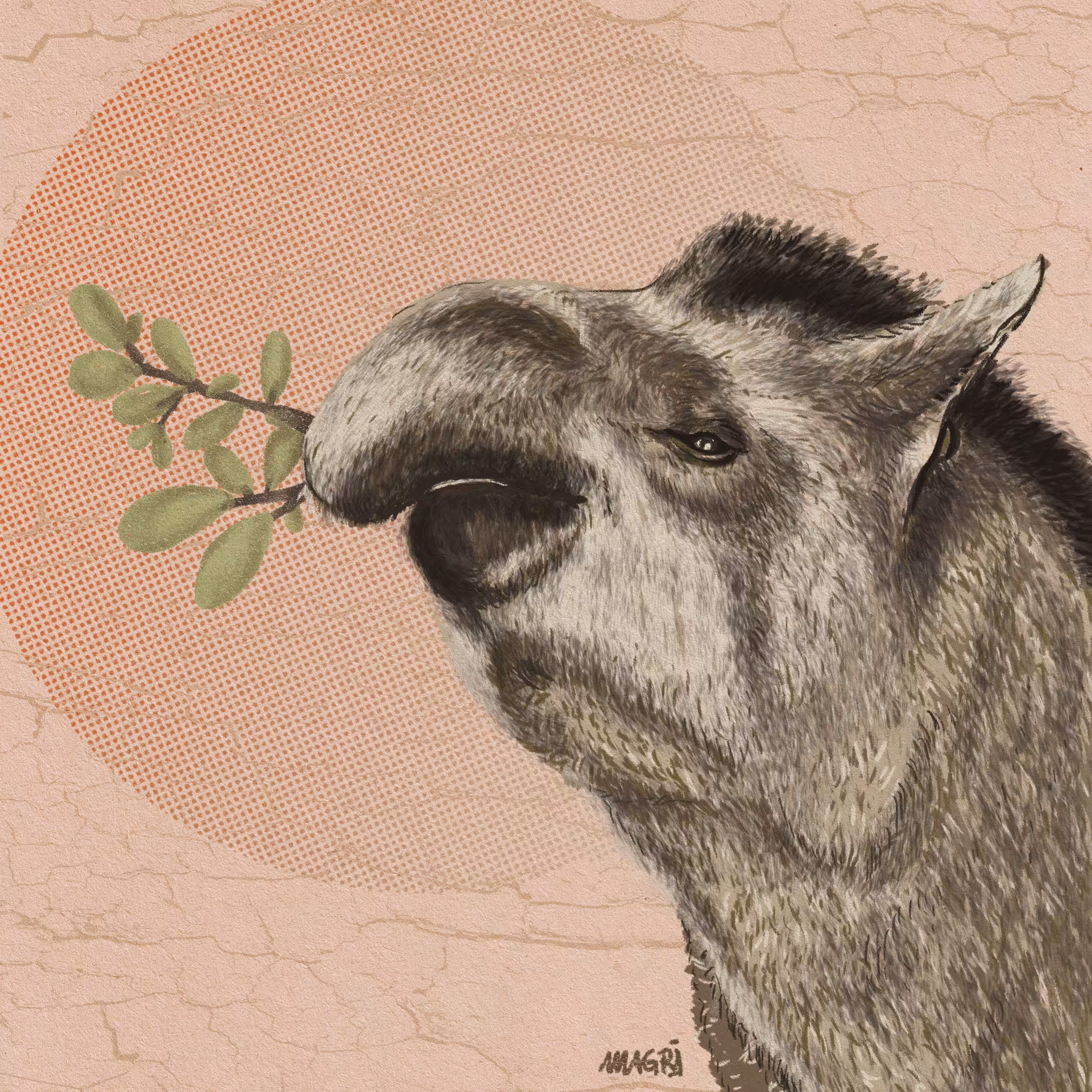 Tapir (Anta)