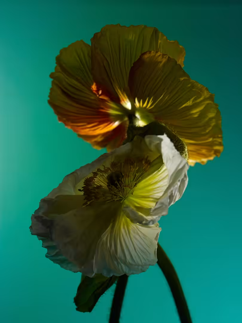 February 2020.  Icelandic Poppy