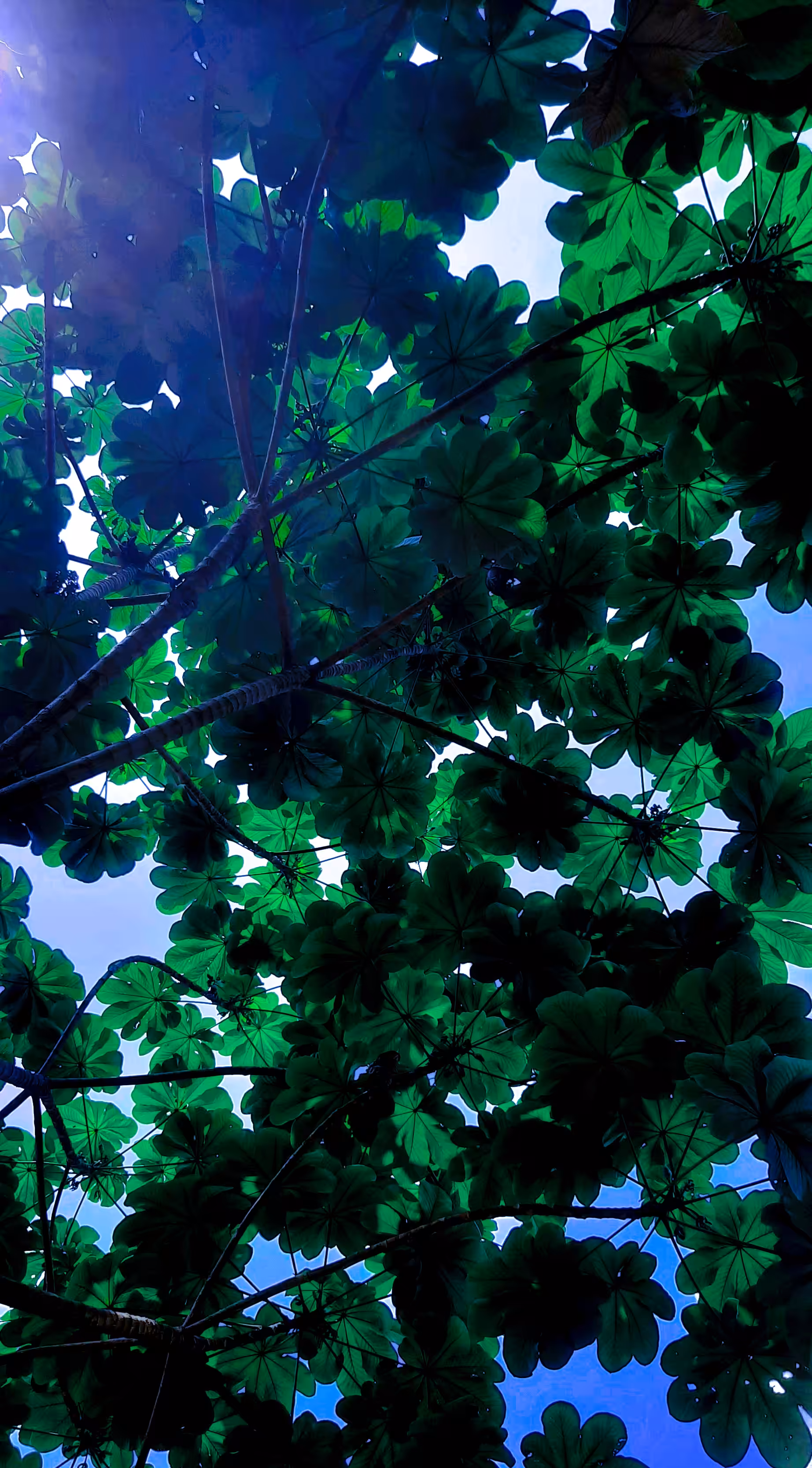 Morning Shade