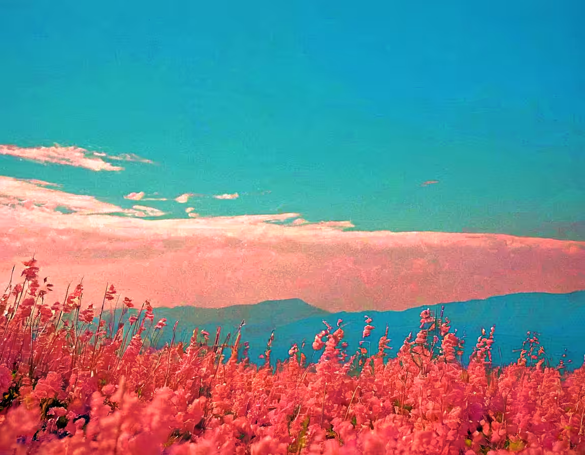 Cotton Sky Over Blooming Dreams