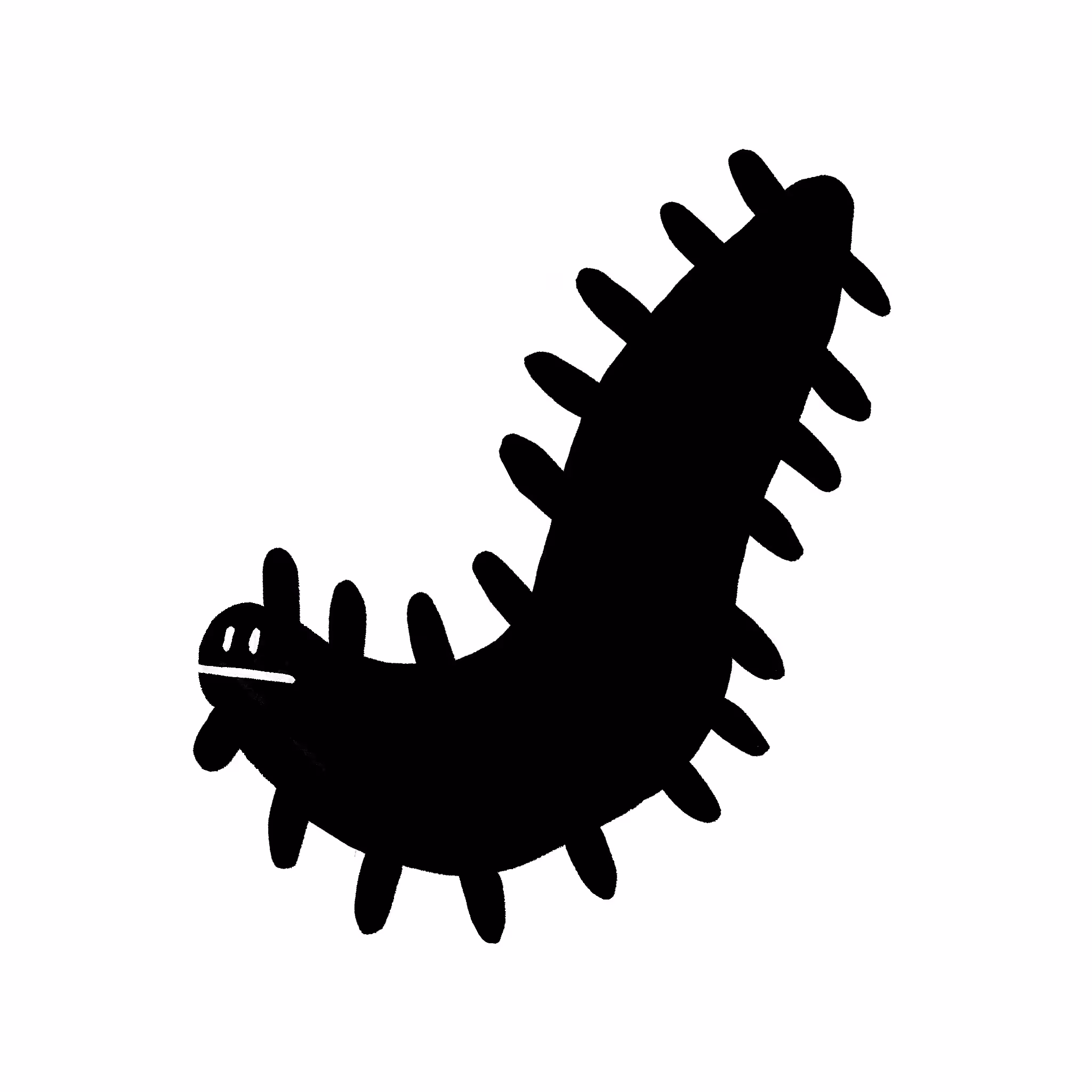 Sea-Gherkin