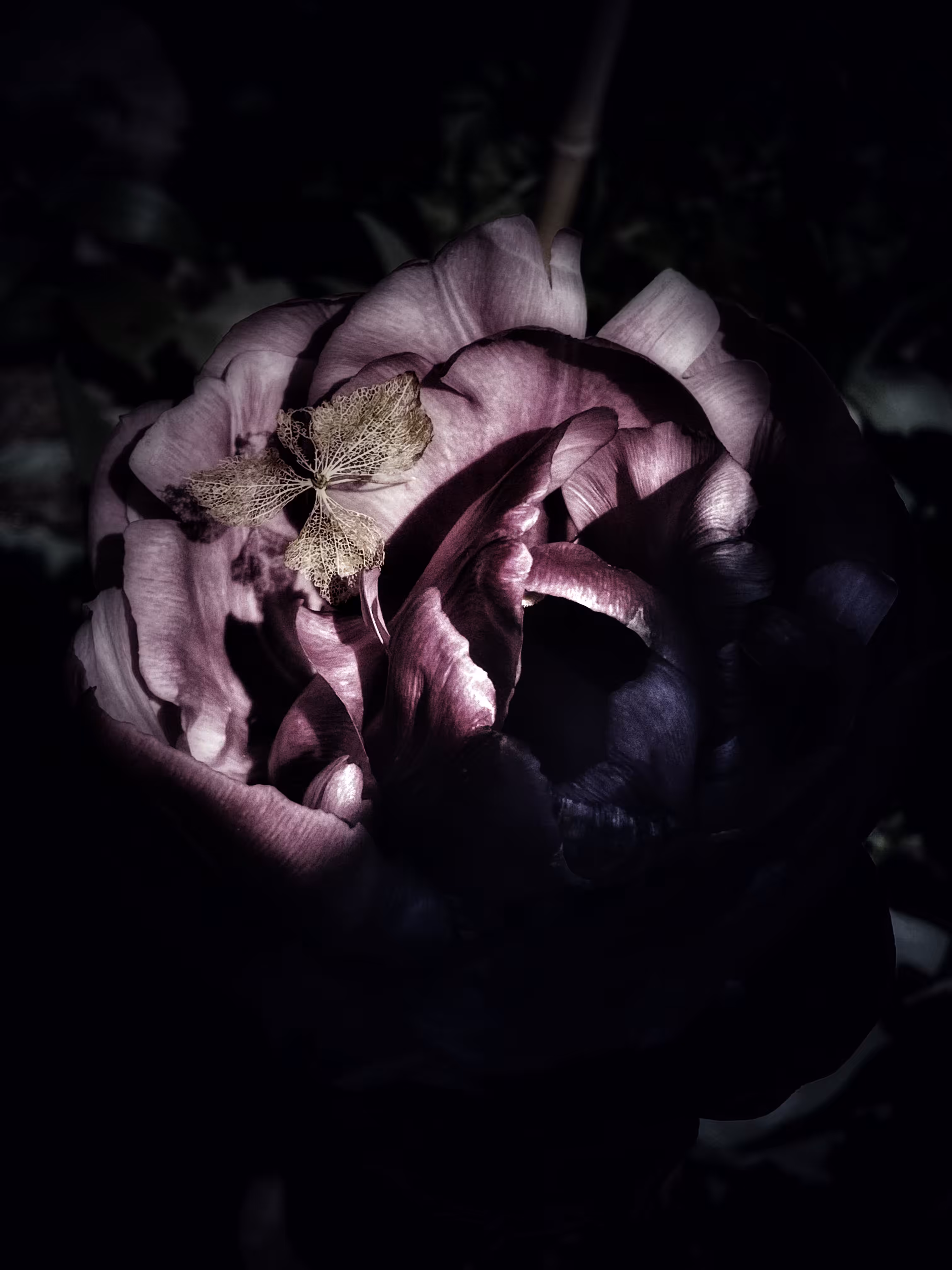 Bloom & Bones: Purple Tulip