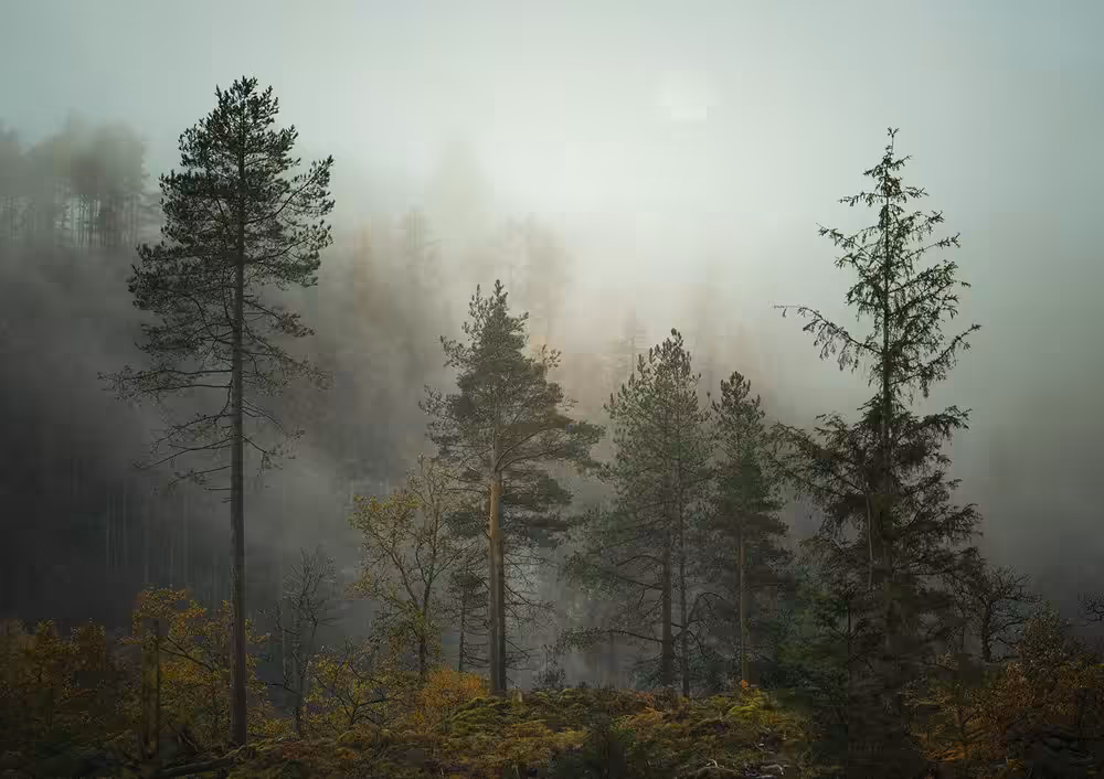 THE FOREST