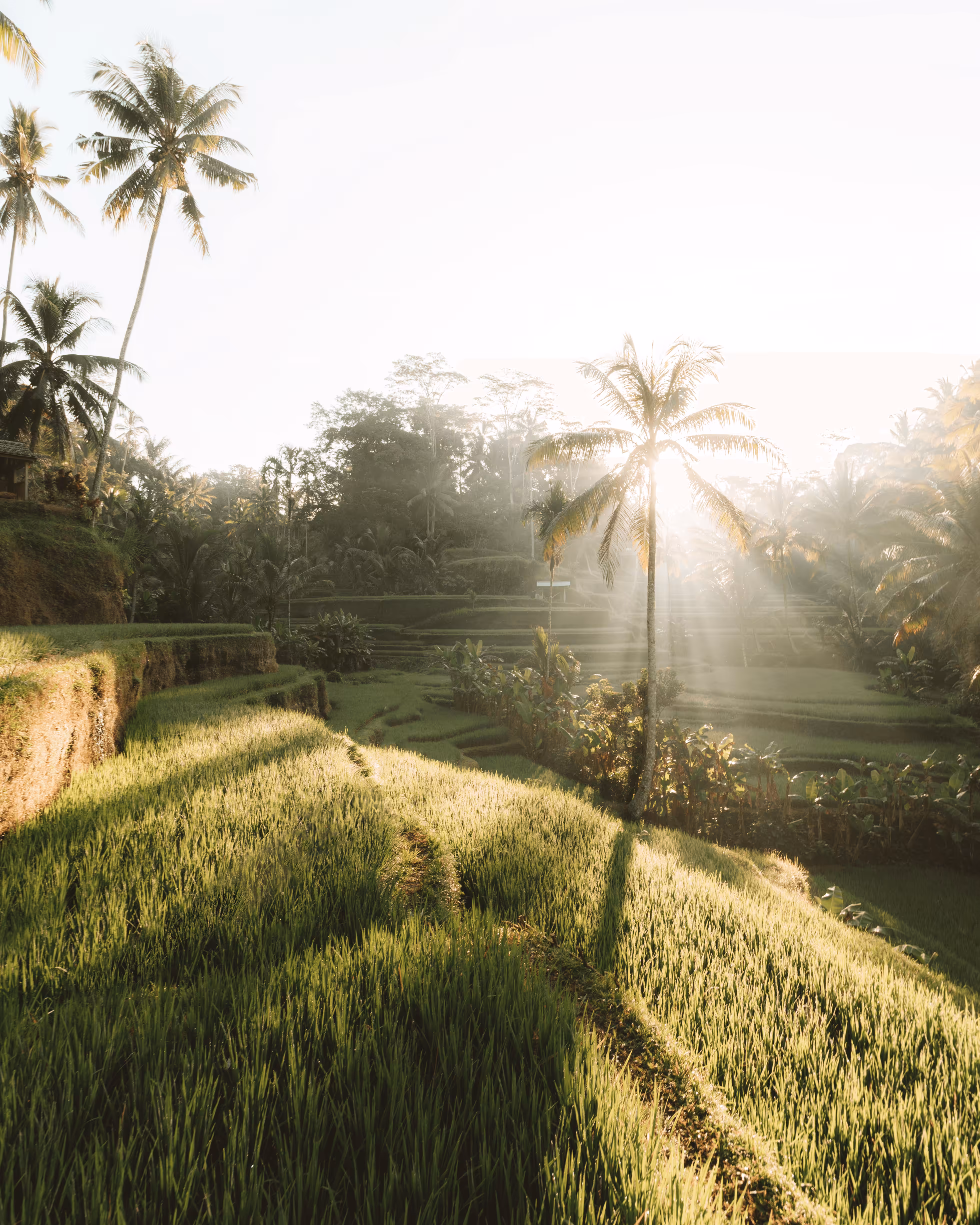 Indonesia Mornings