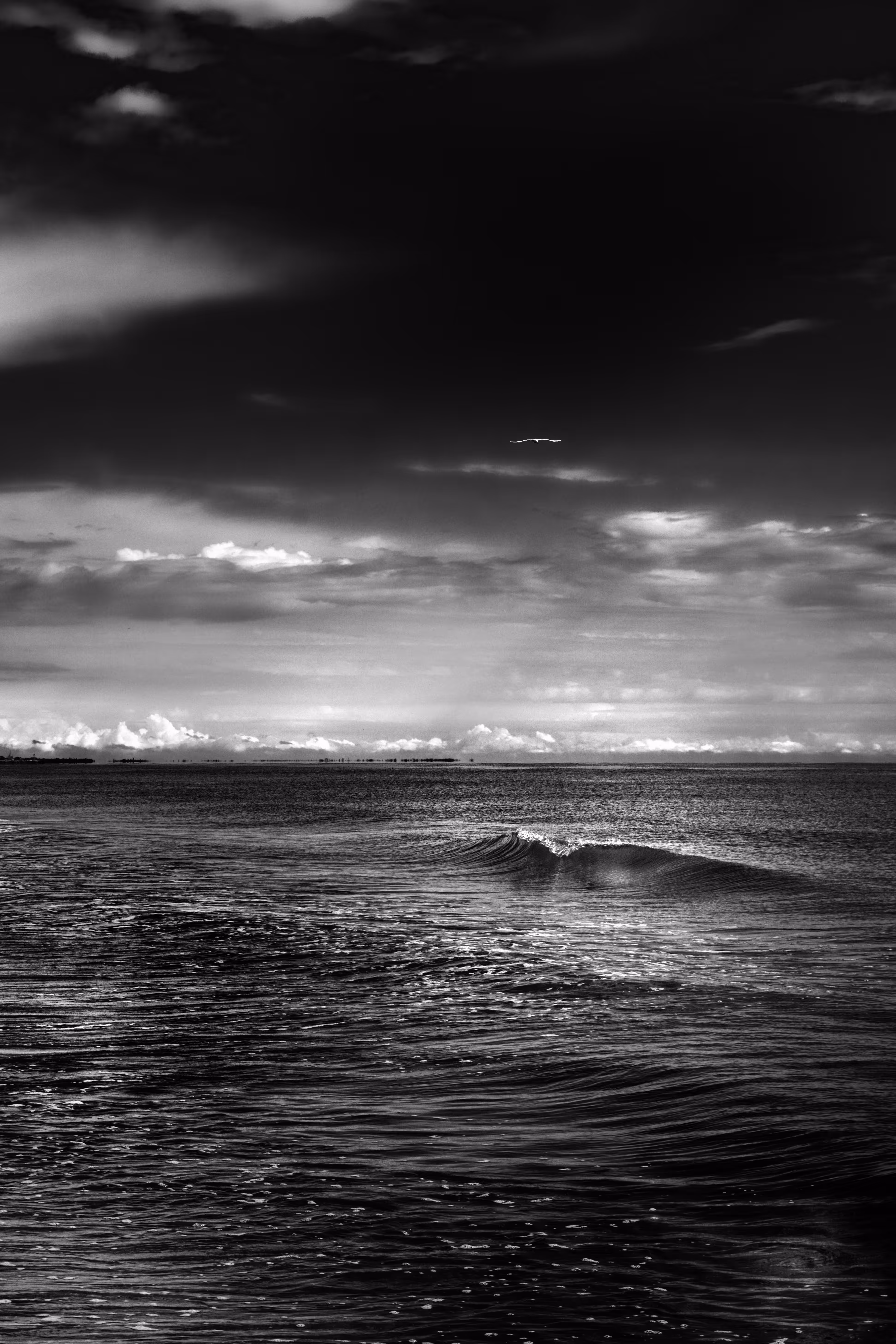 The Seagull and the Wave