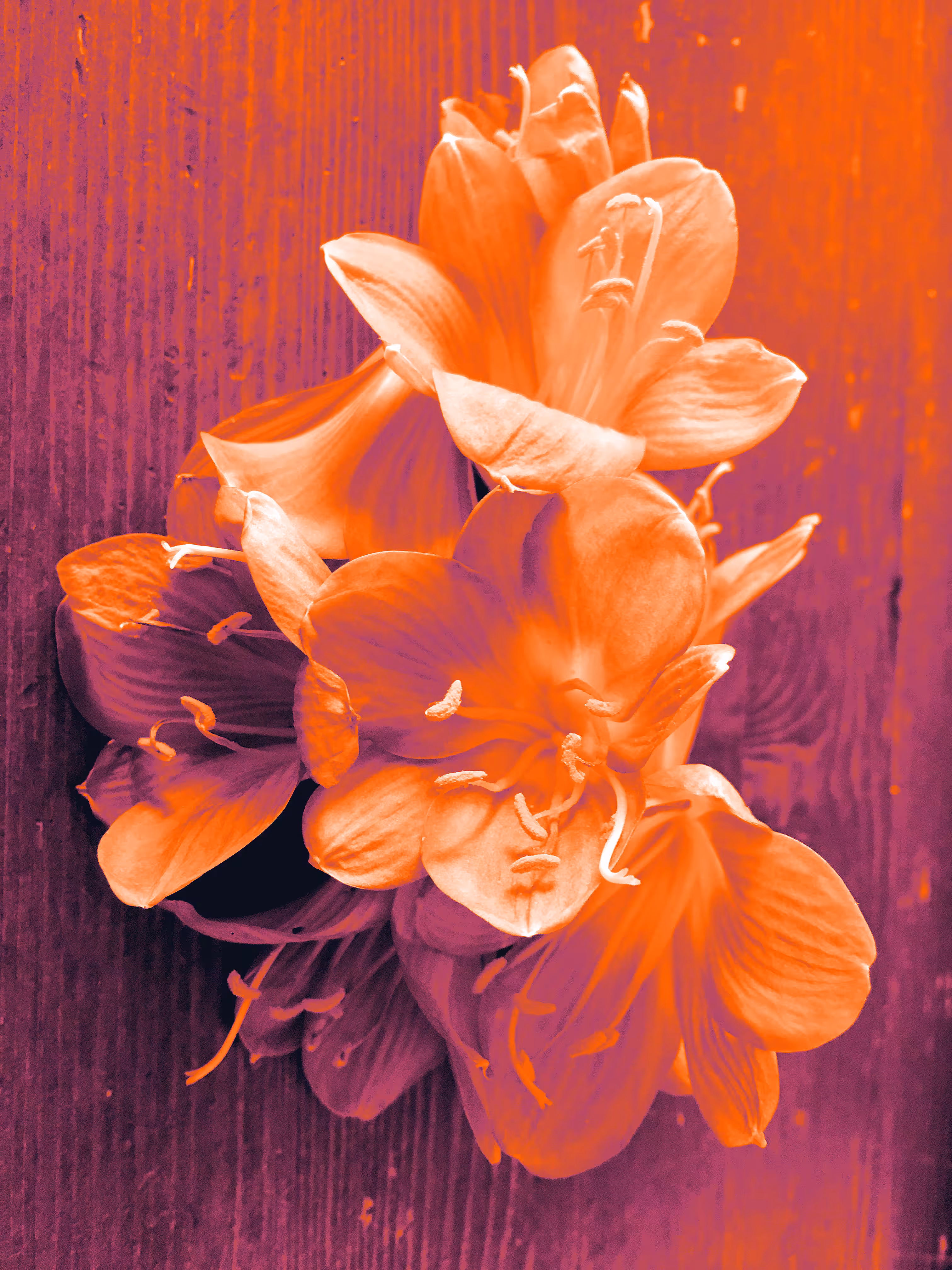 Still life - Orange