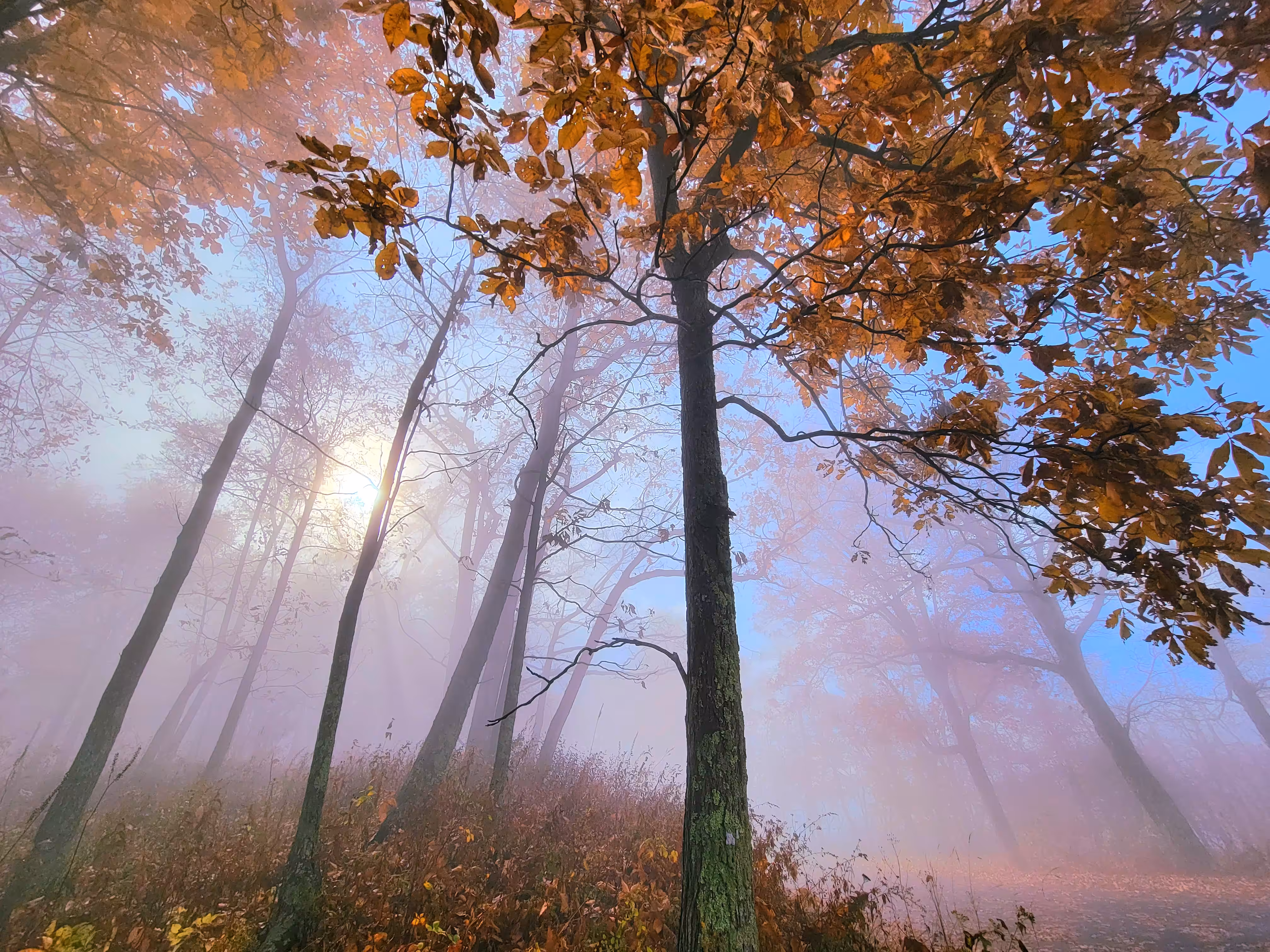 Misty Mountaintop