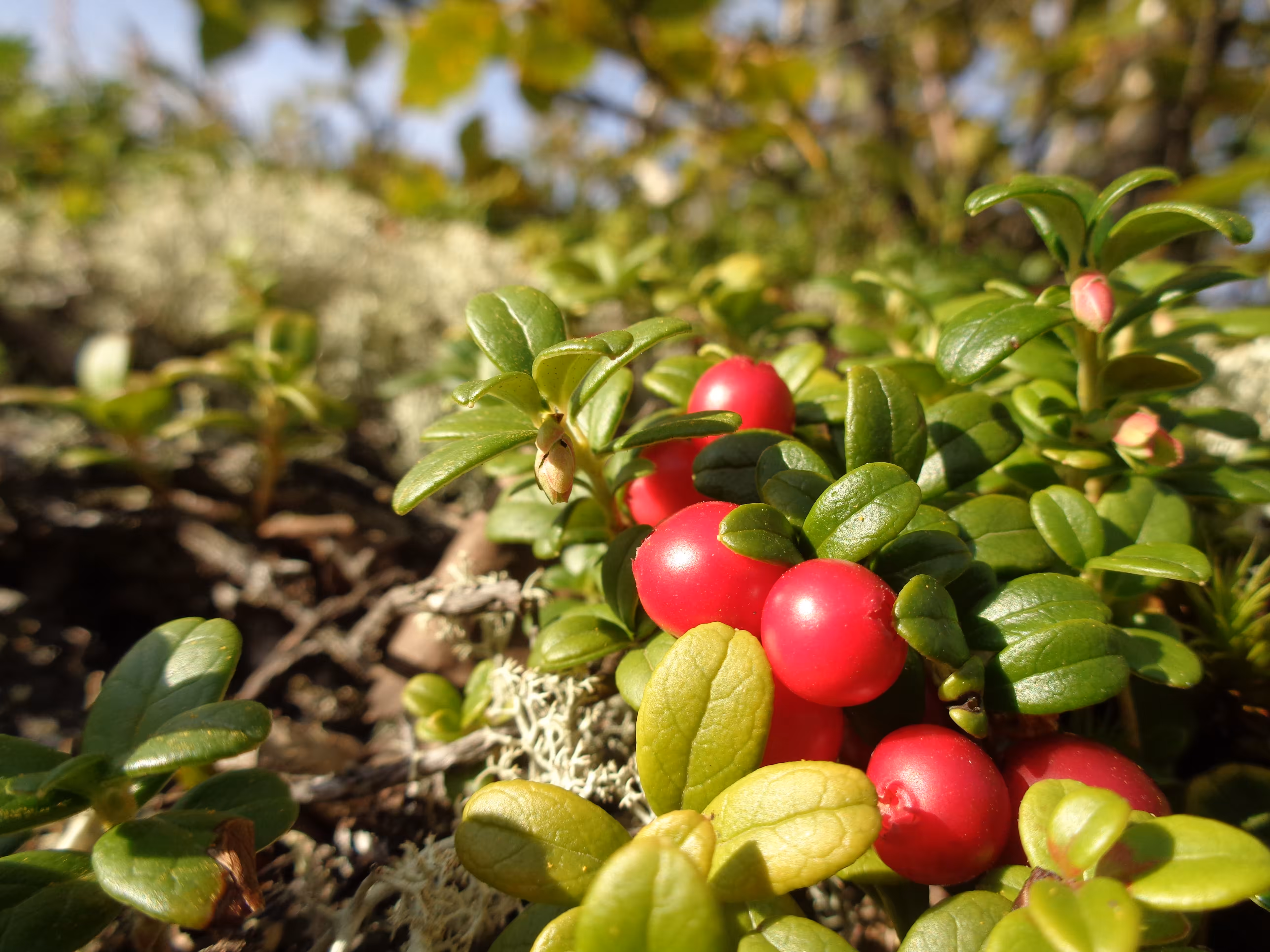 Cranberries