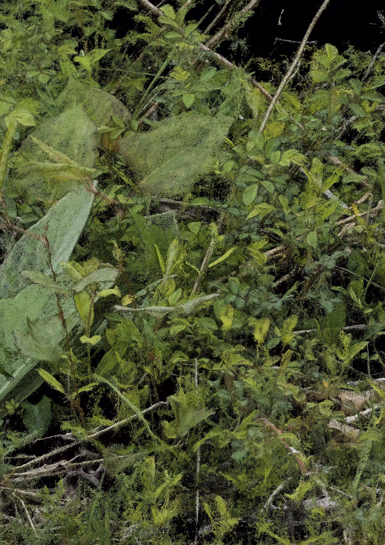 Overgrowth 0364
