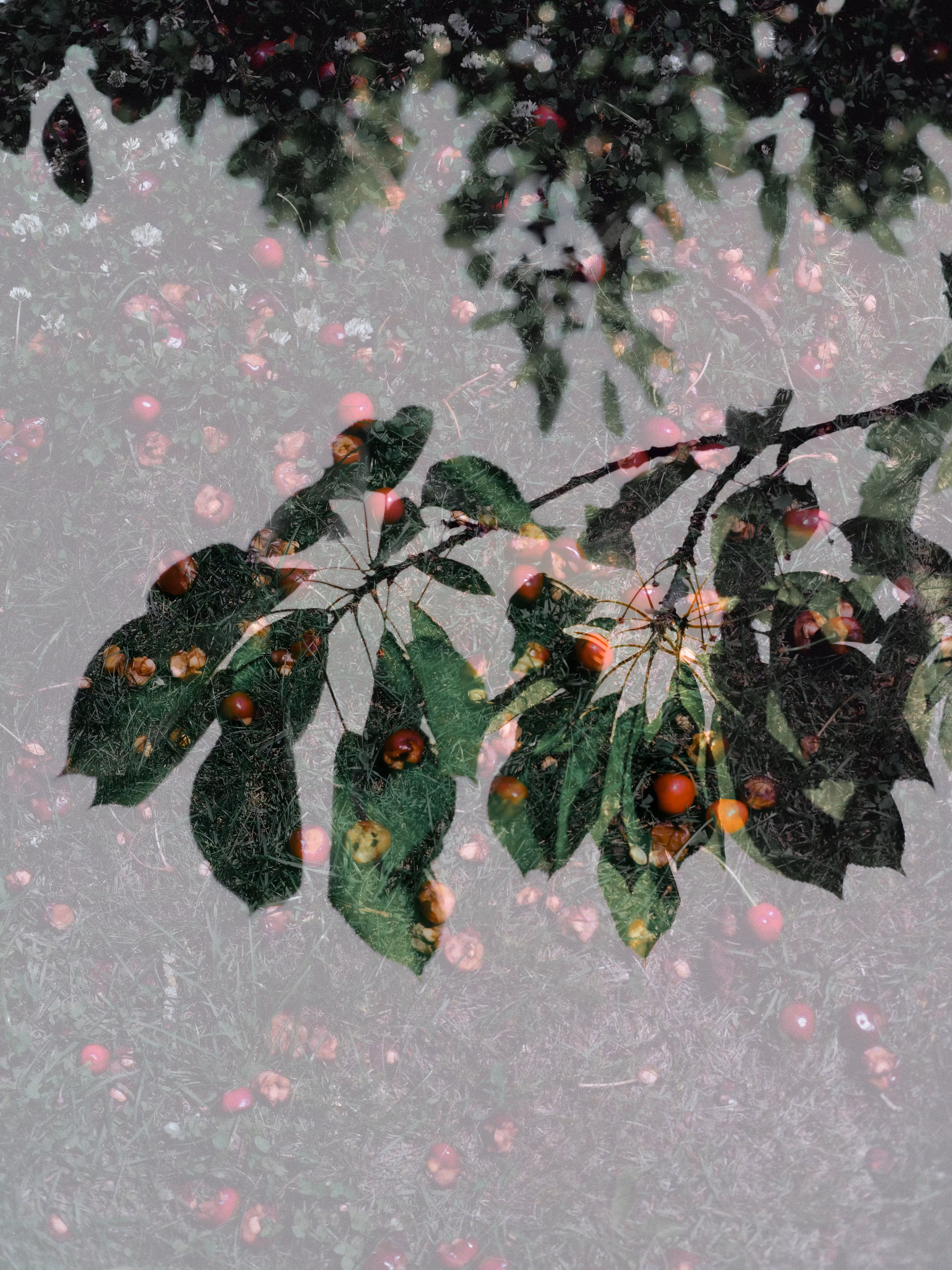 cherries x branch