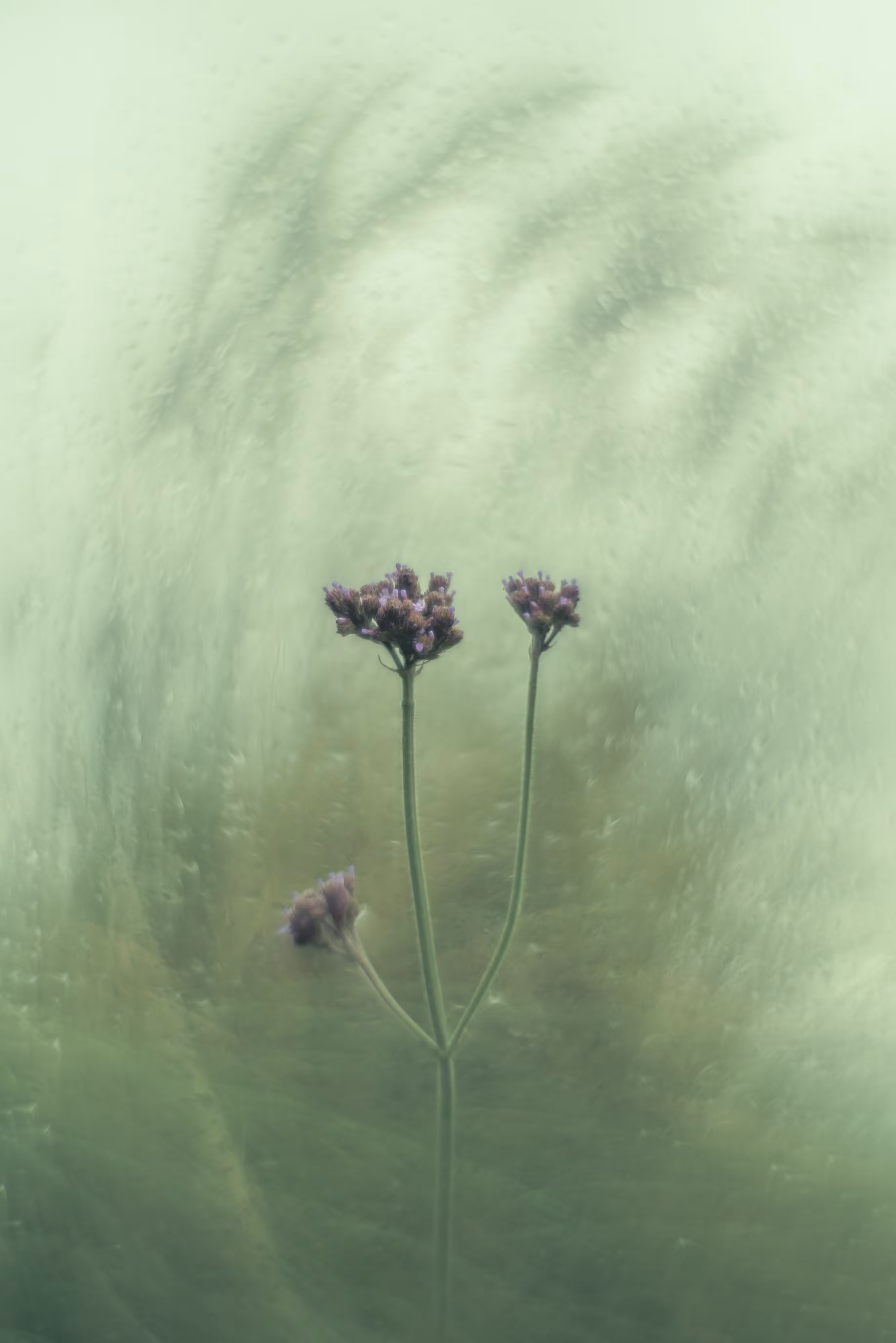 Verbena