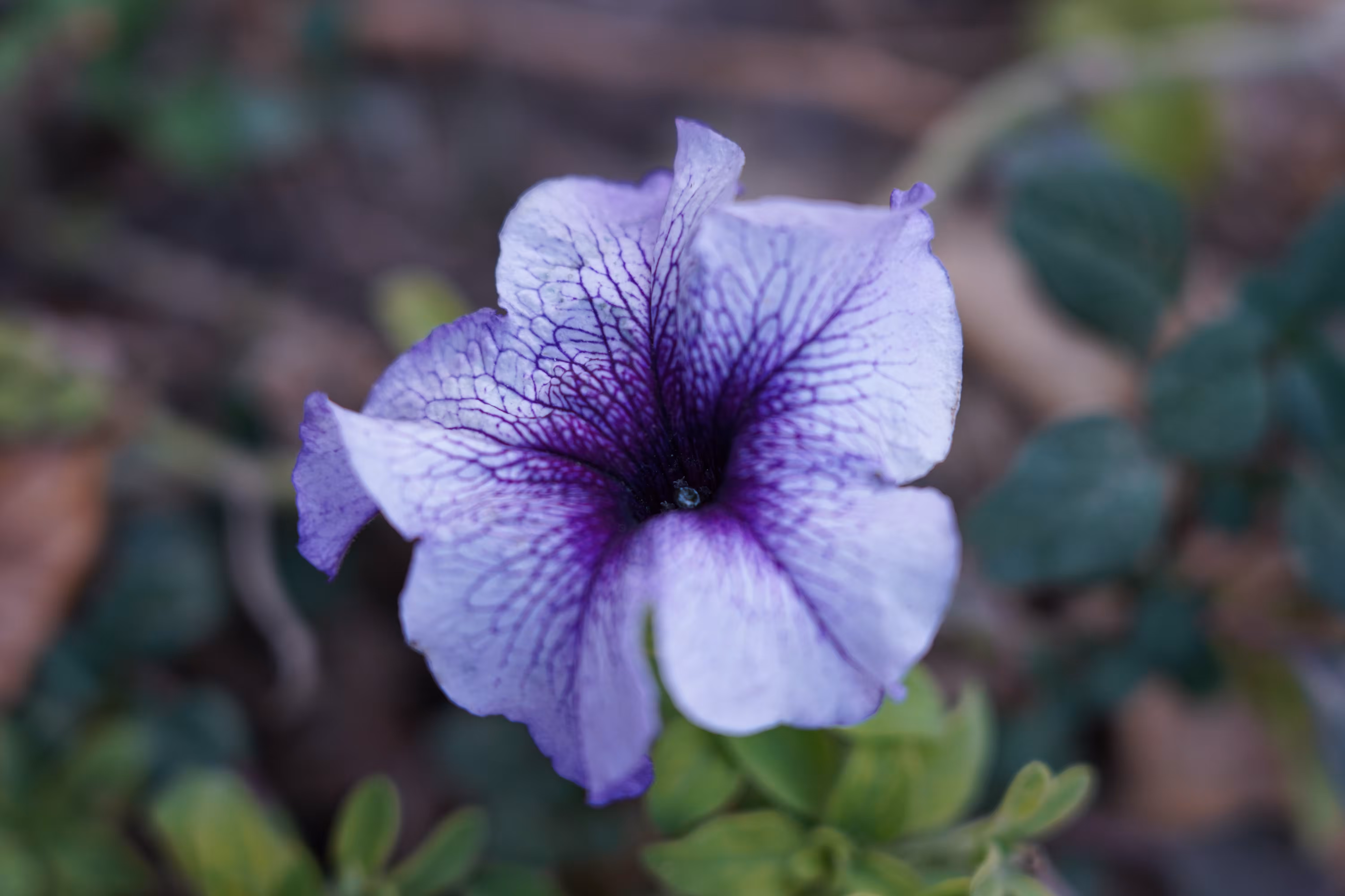 flowers: Purple whisper