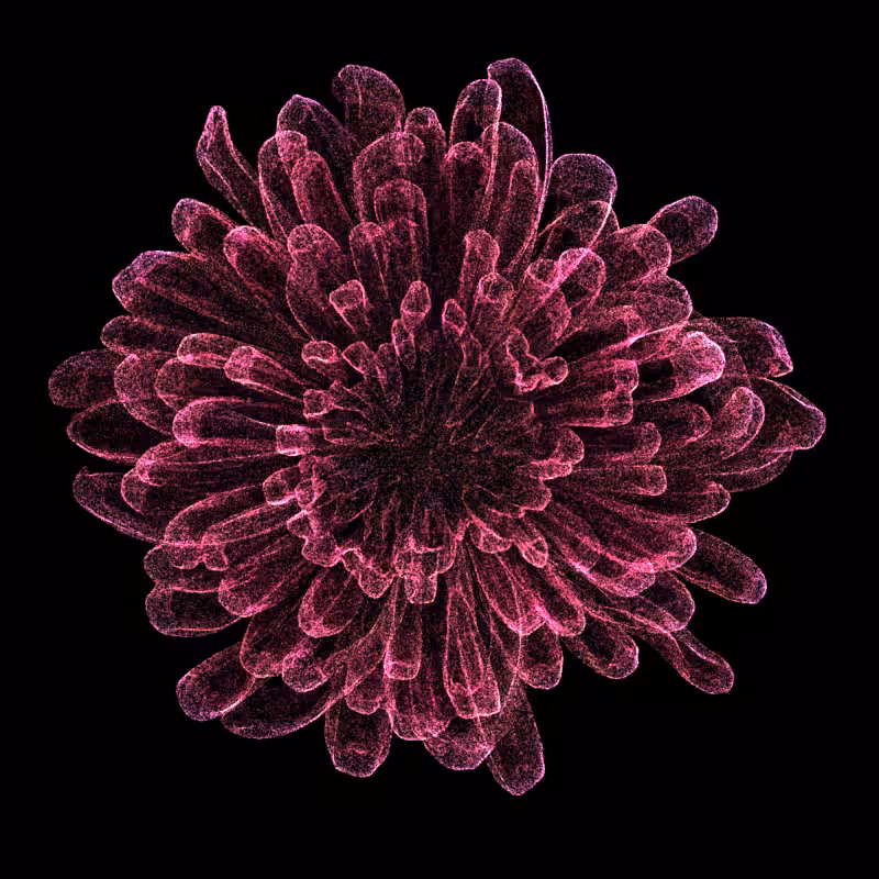 Chrysanthemum Morifolium 30 #100