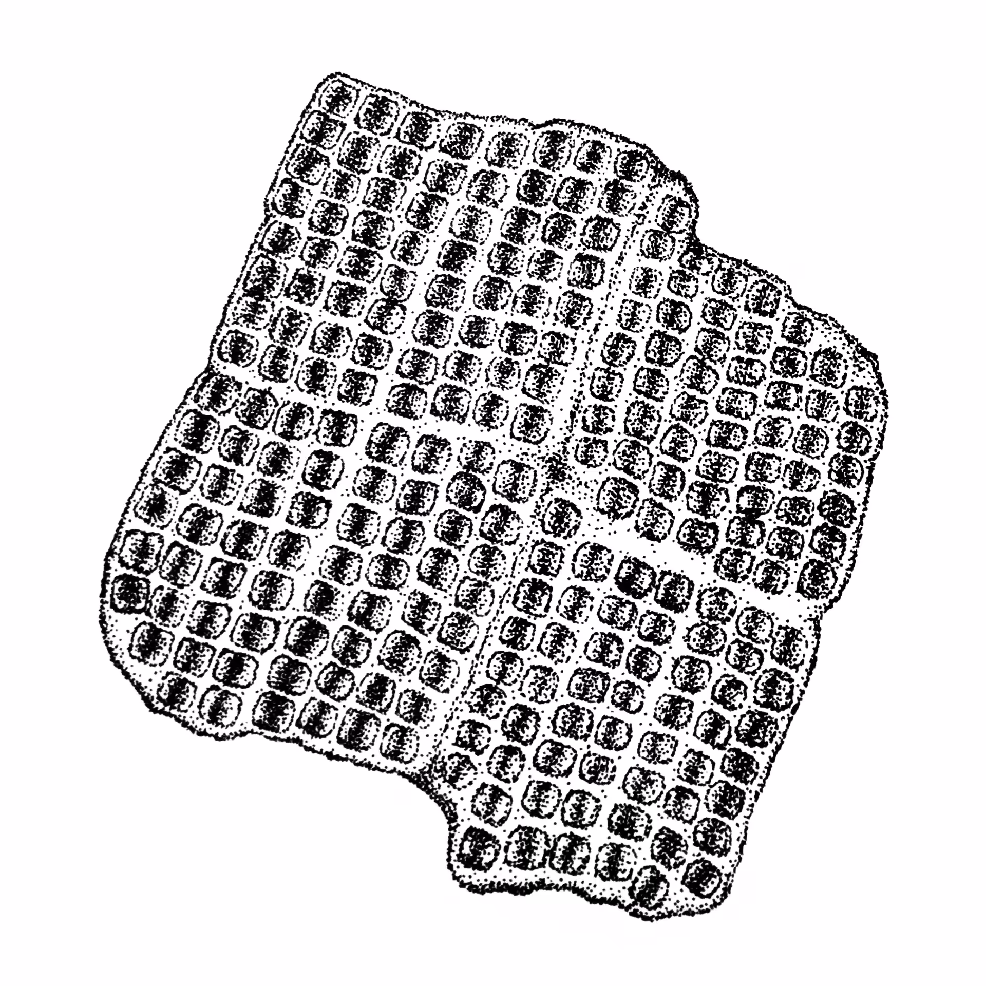 Merismopedia