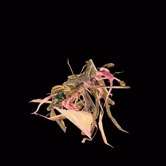 The Hesitant Bloom Holds Back Oblivion