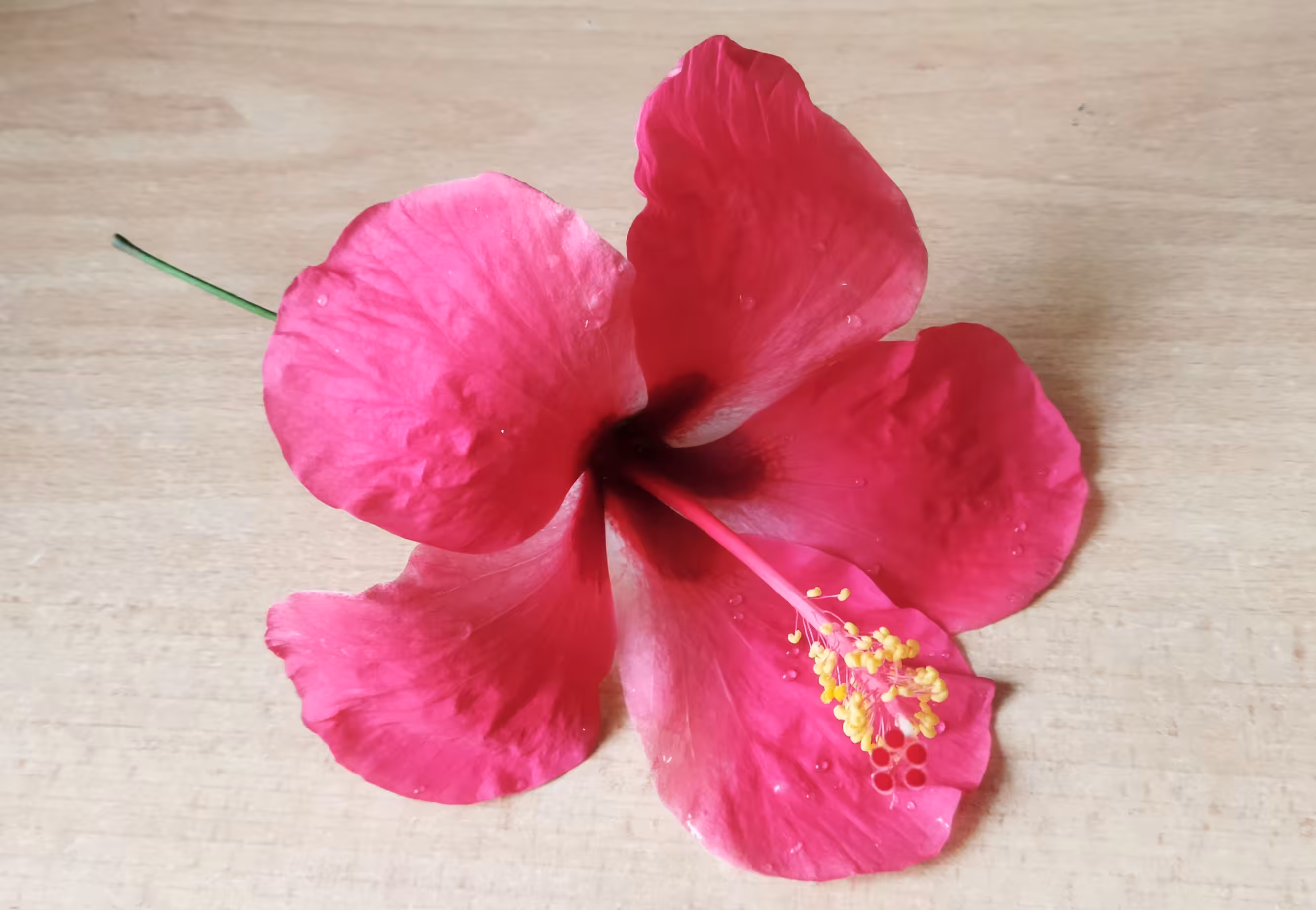 My World Of Flora And Fauna: Hibiscus Rosa-Sinensis