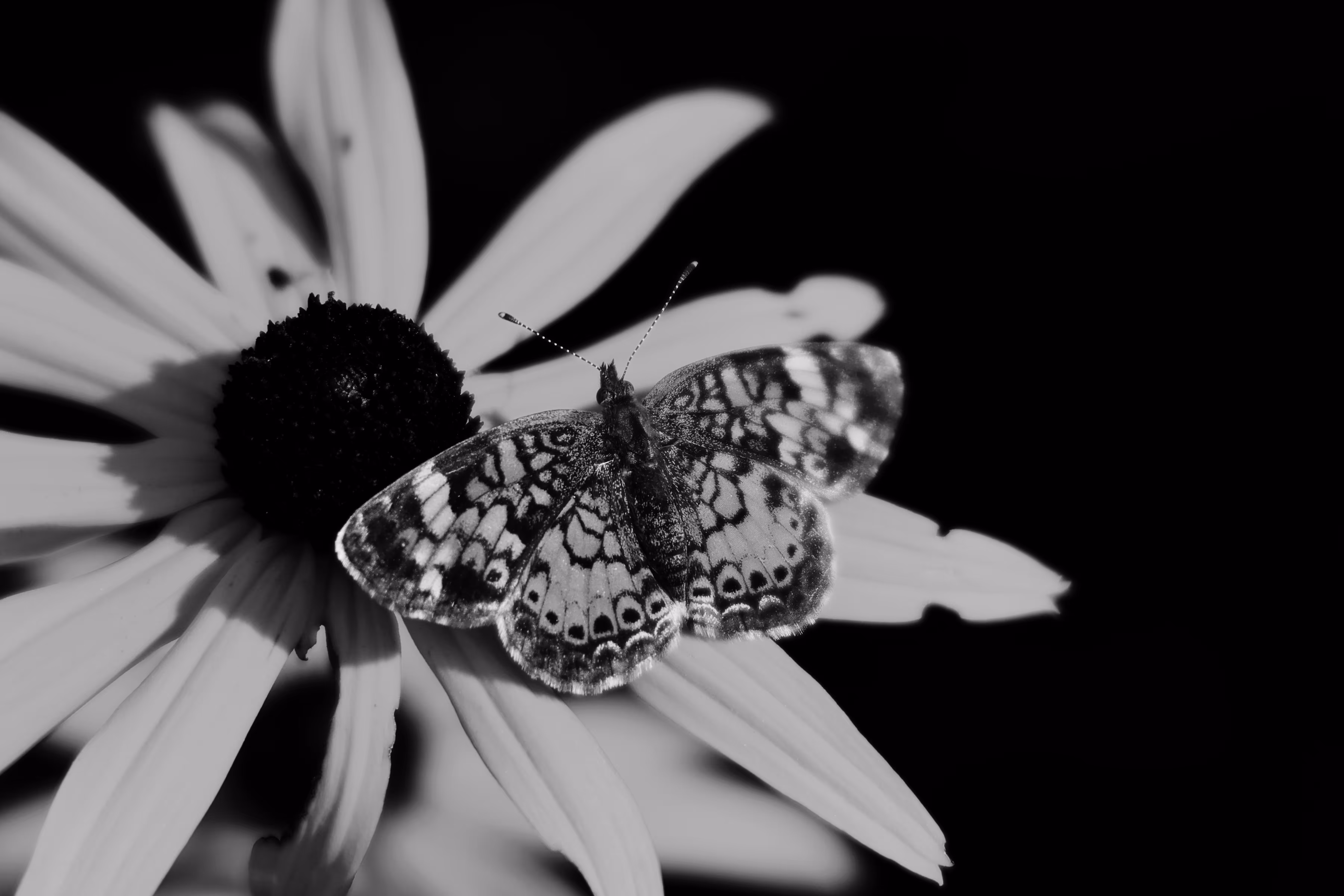 _still beautiful 