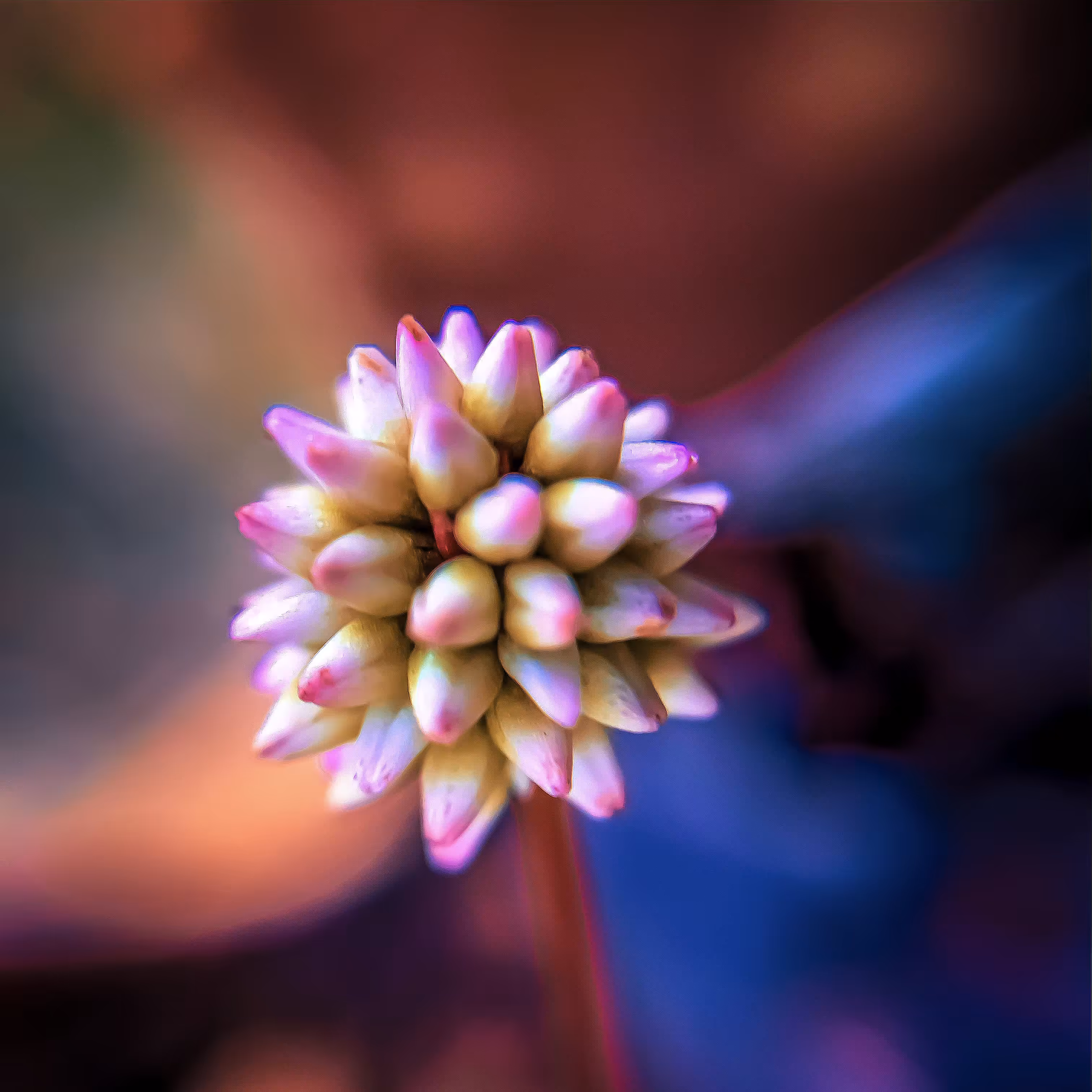 Flora from the Meta-Macroverse Vol. 1 - Still Photograph 3/7