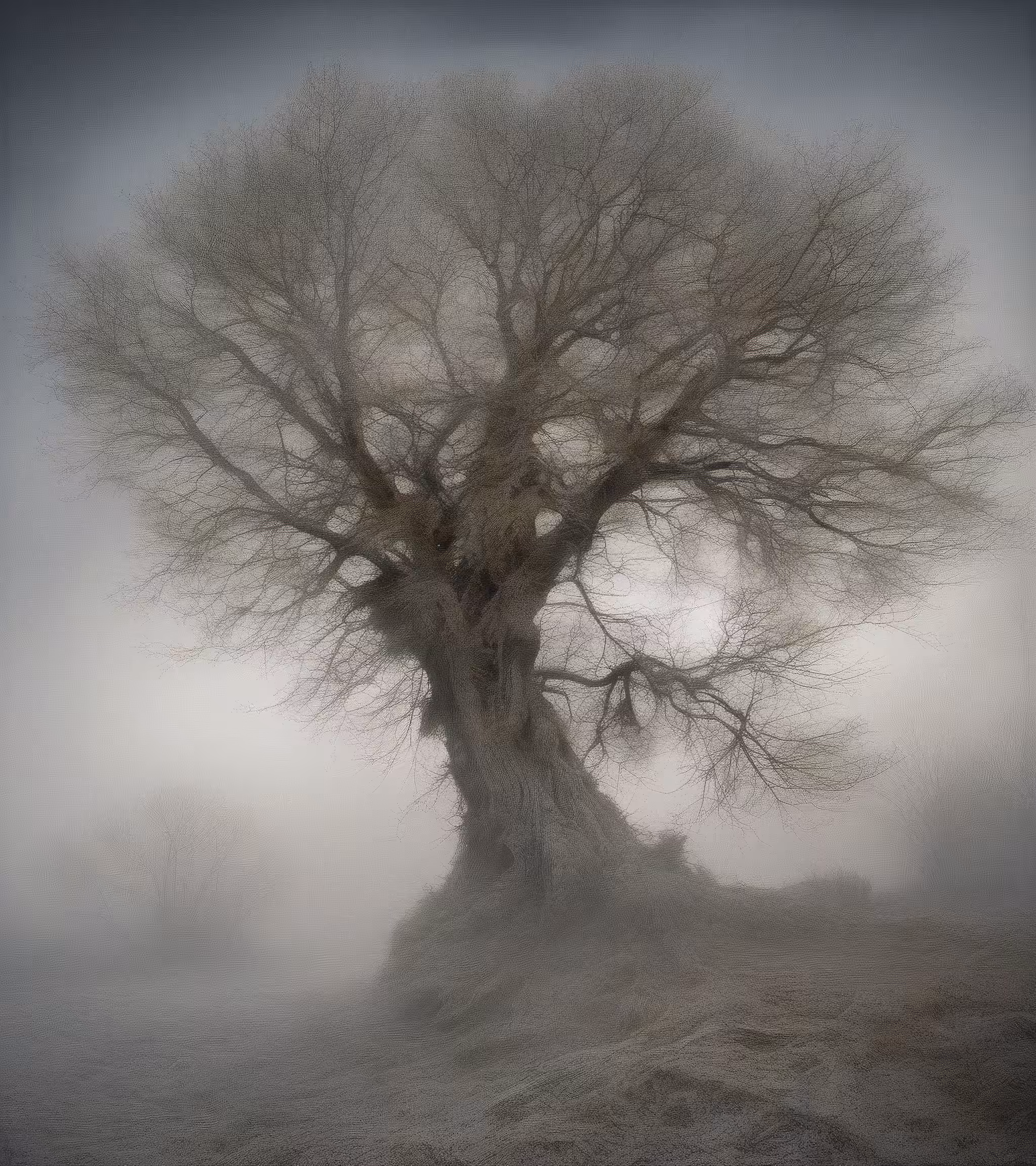Tree Studies #7