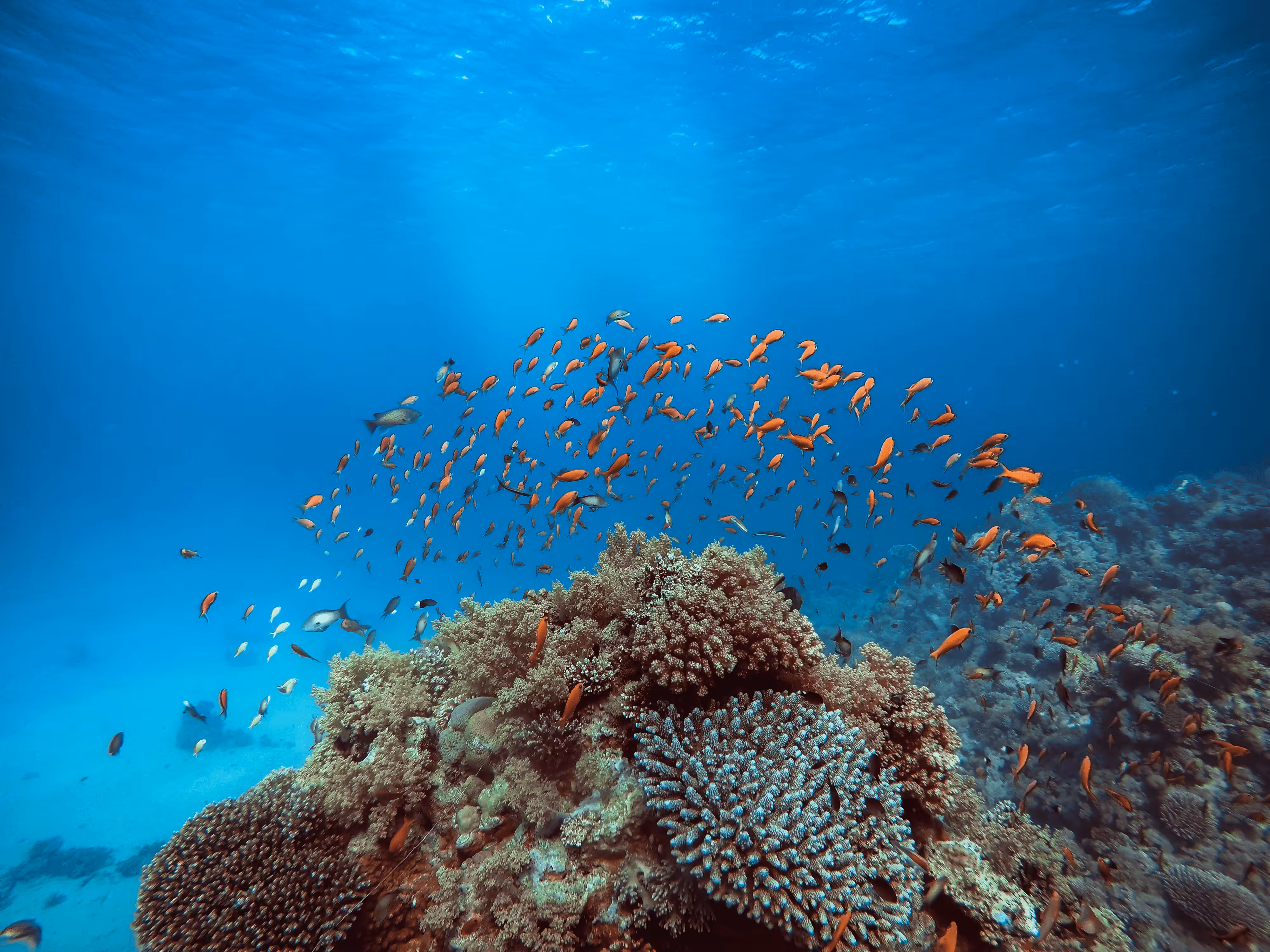 Deep Blue Shades #005 - Golden Crowd