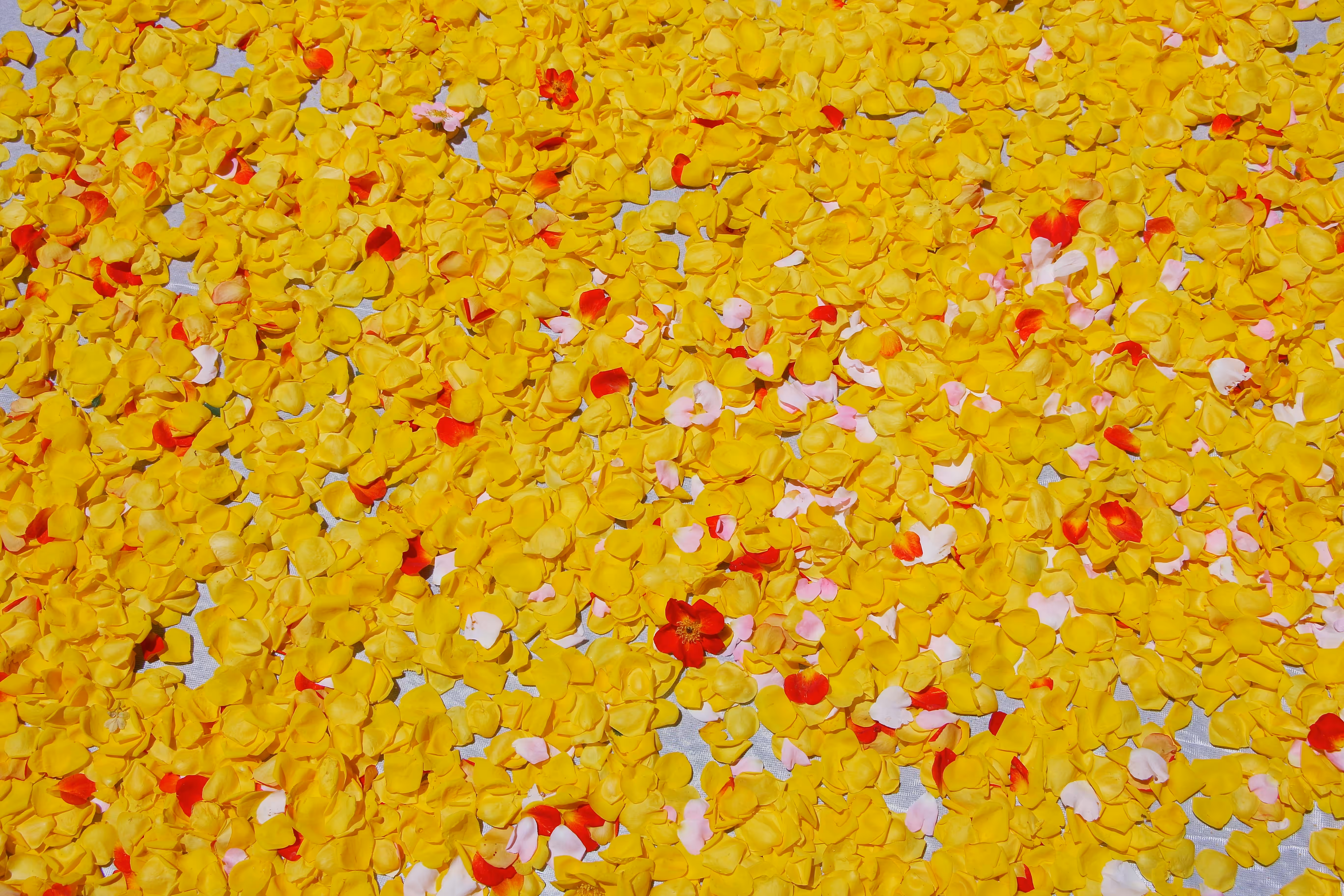  Yellow and Red