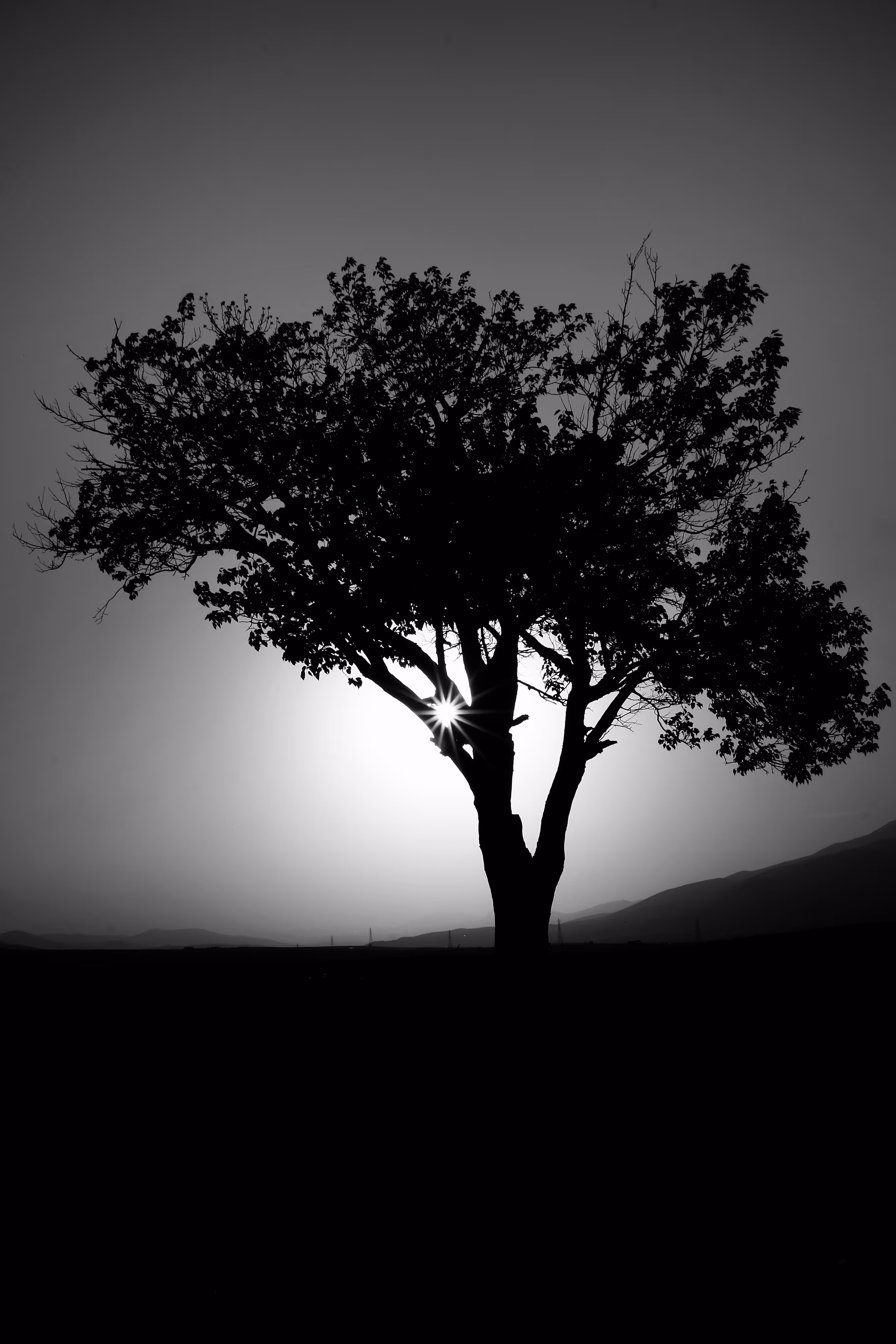 Big tree
