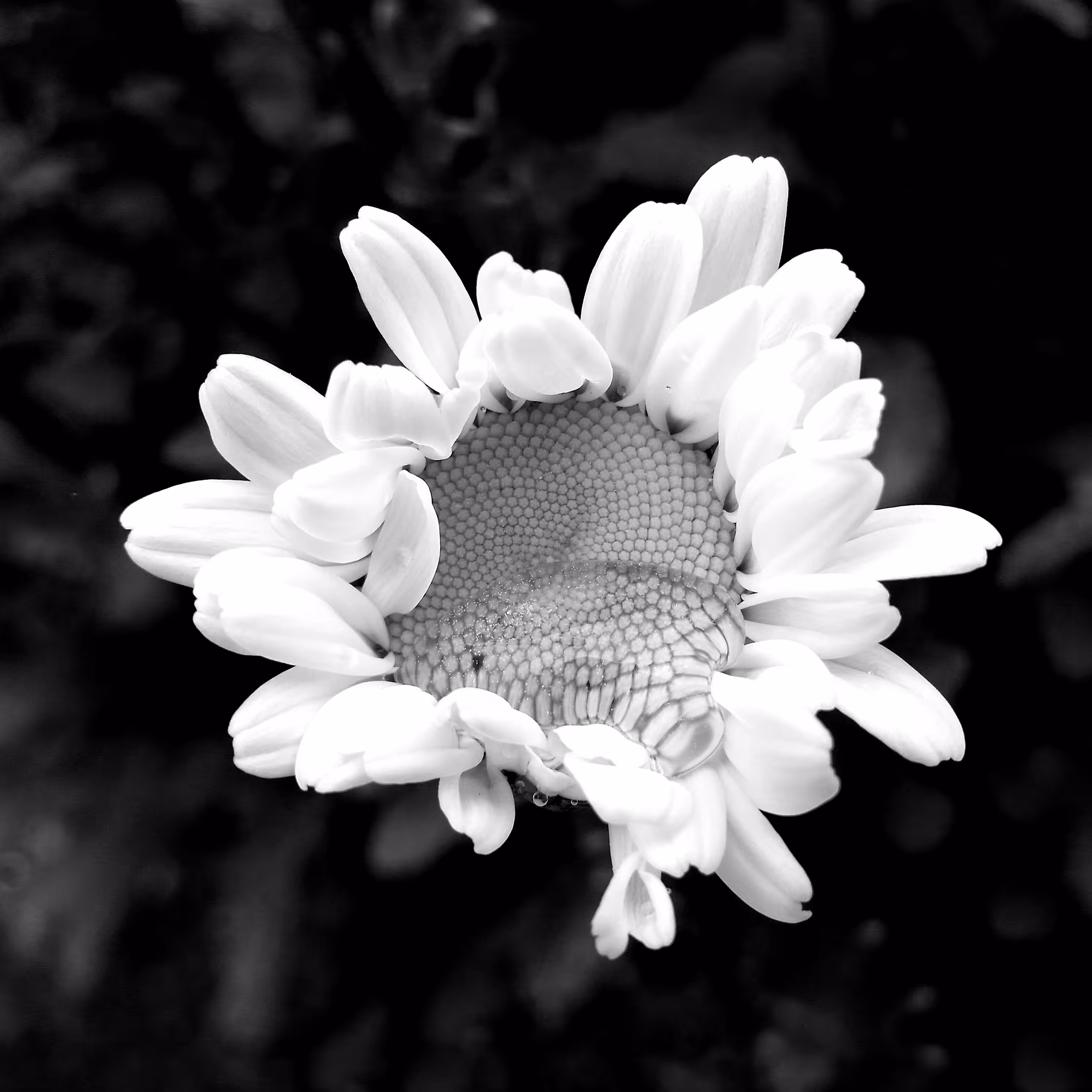Flower 12