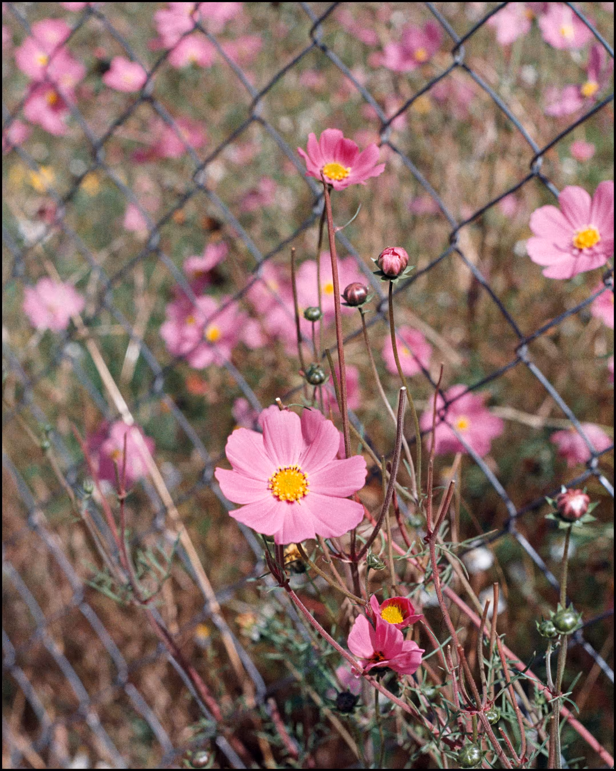 📸🌸⛓🌾