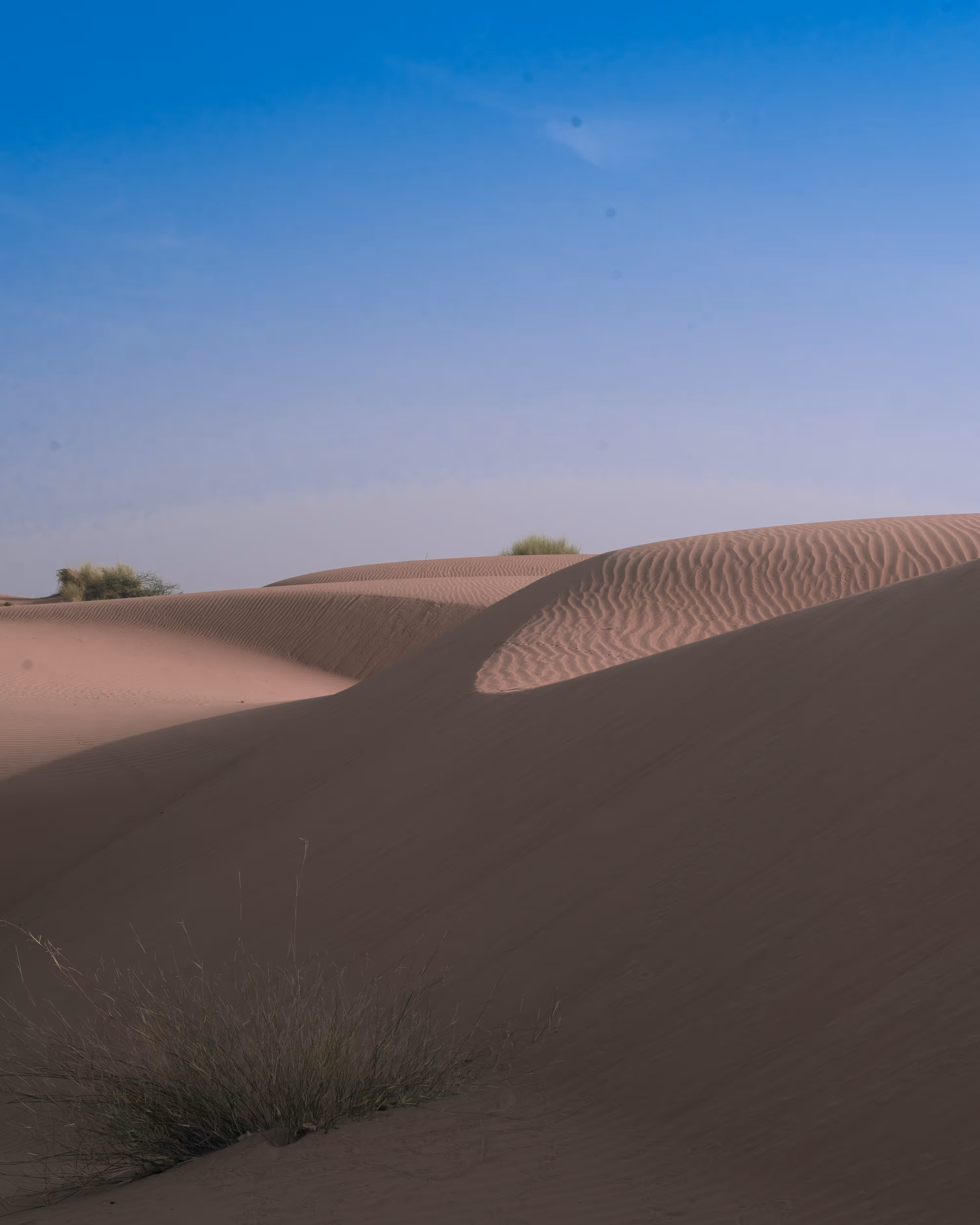 Barren Colors