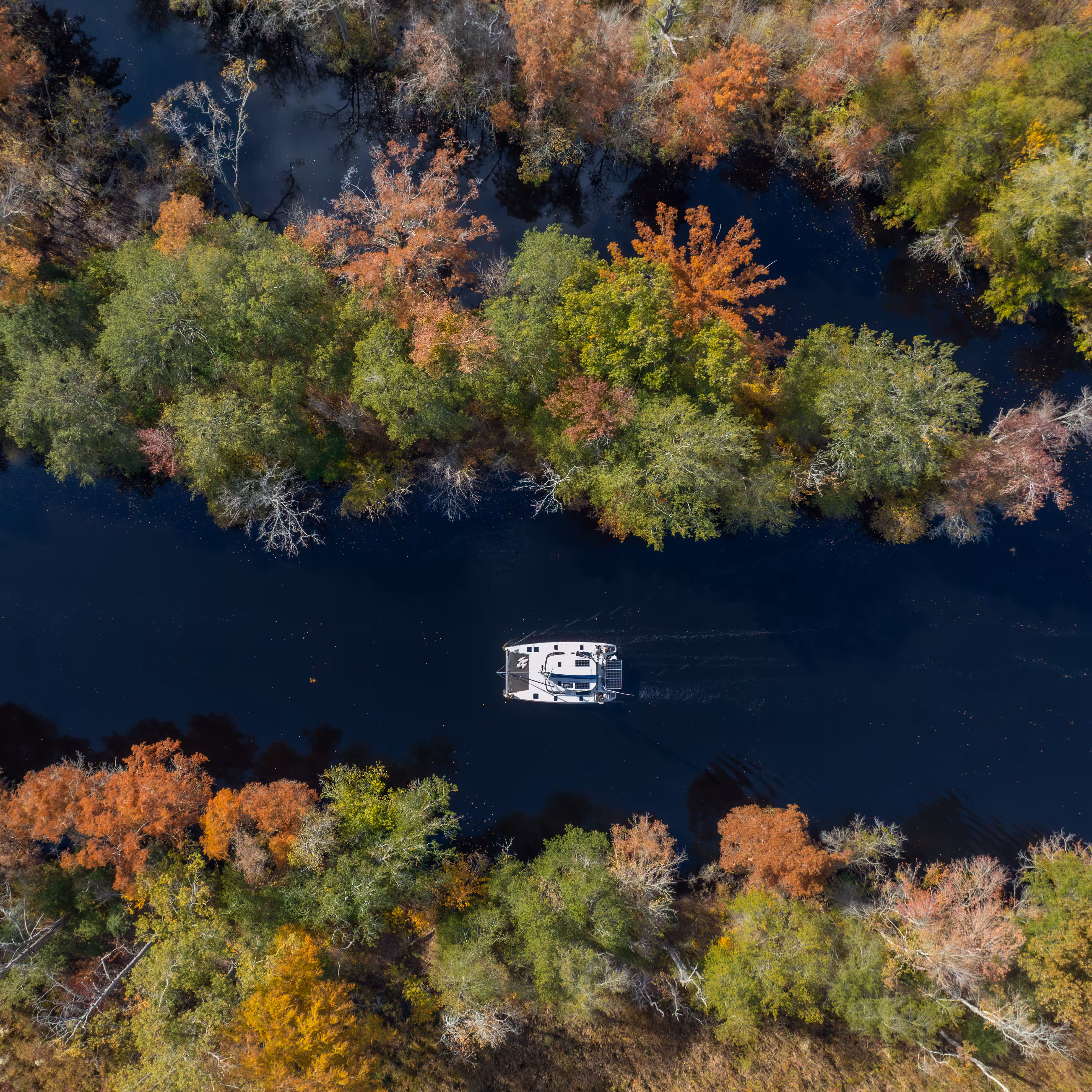 The Great Dismal Swamp