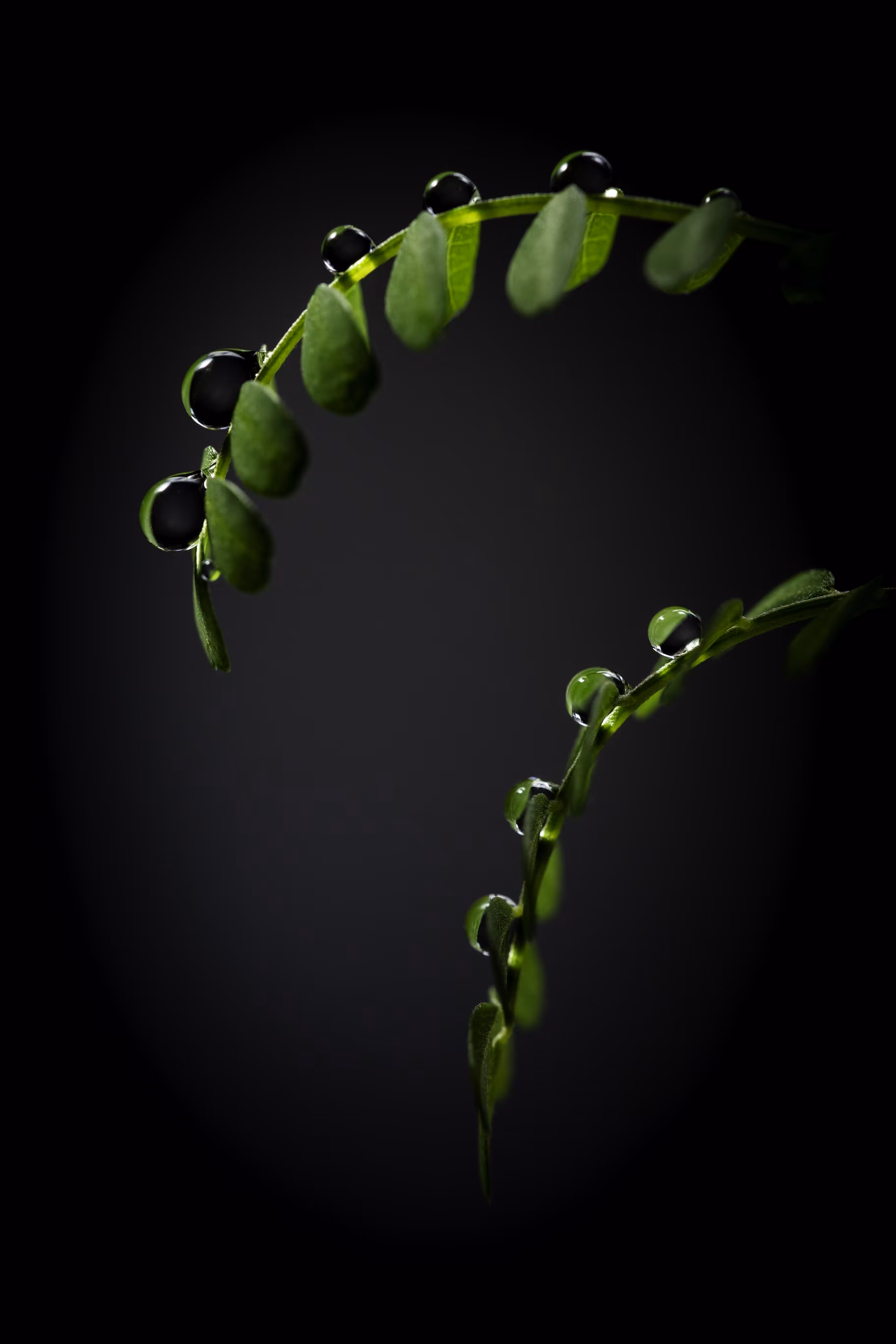 Tears of Kōwhai