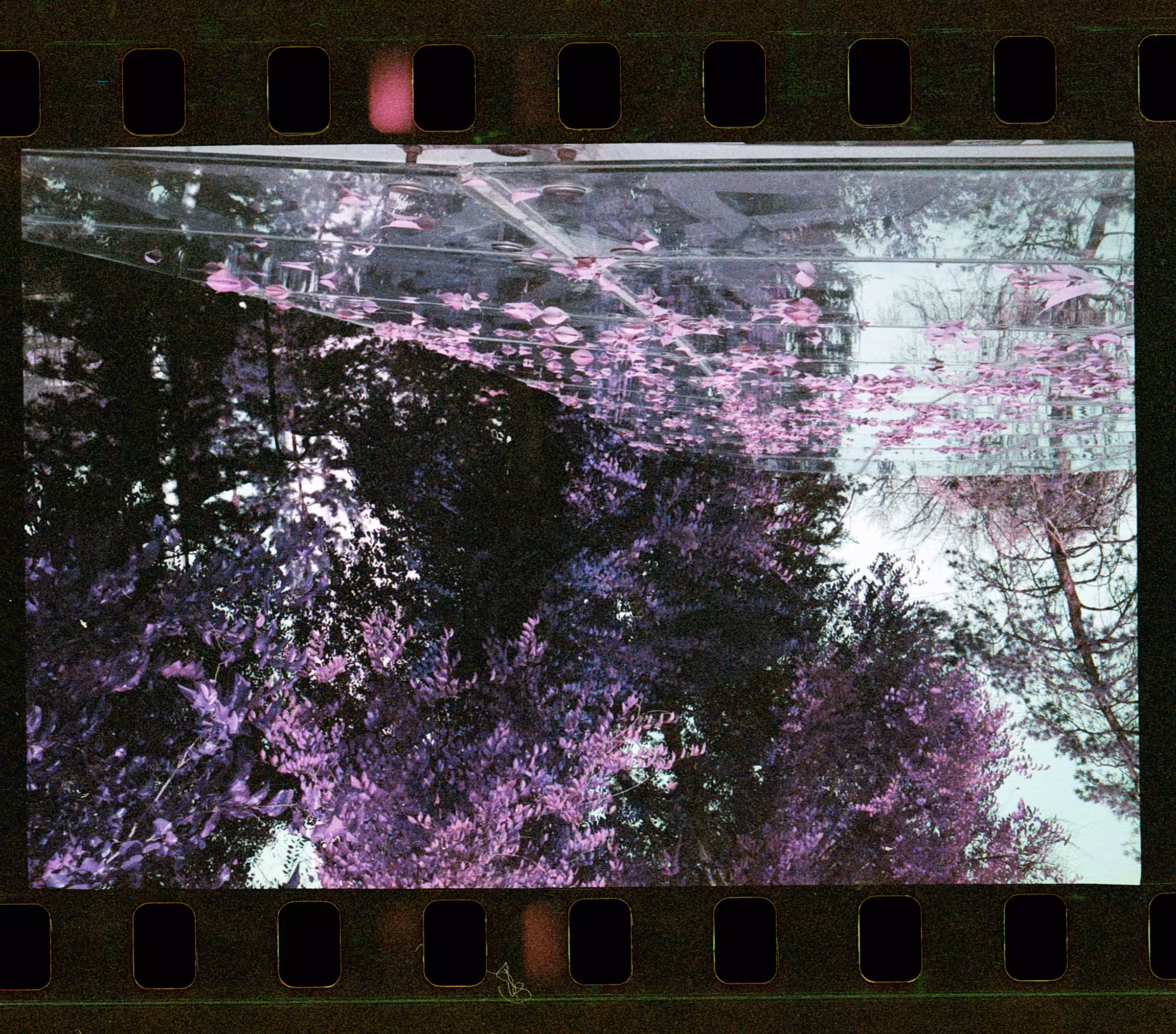 Purple dream // Reflection
