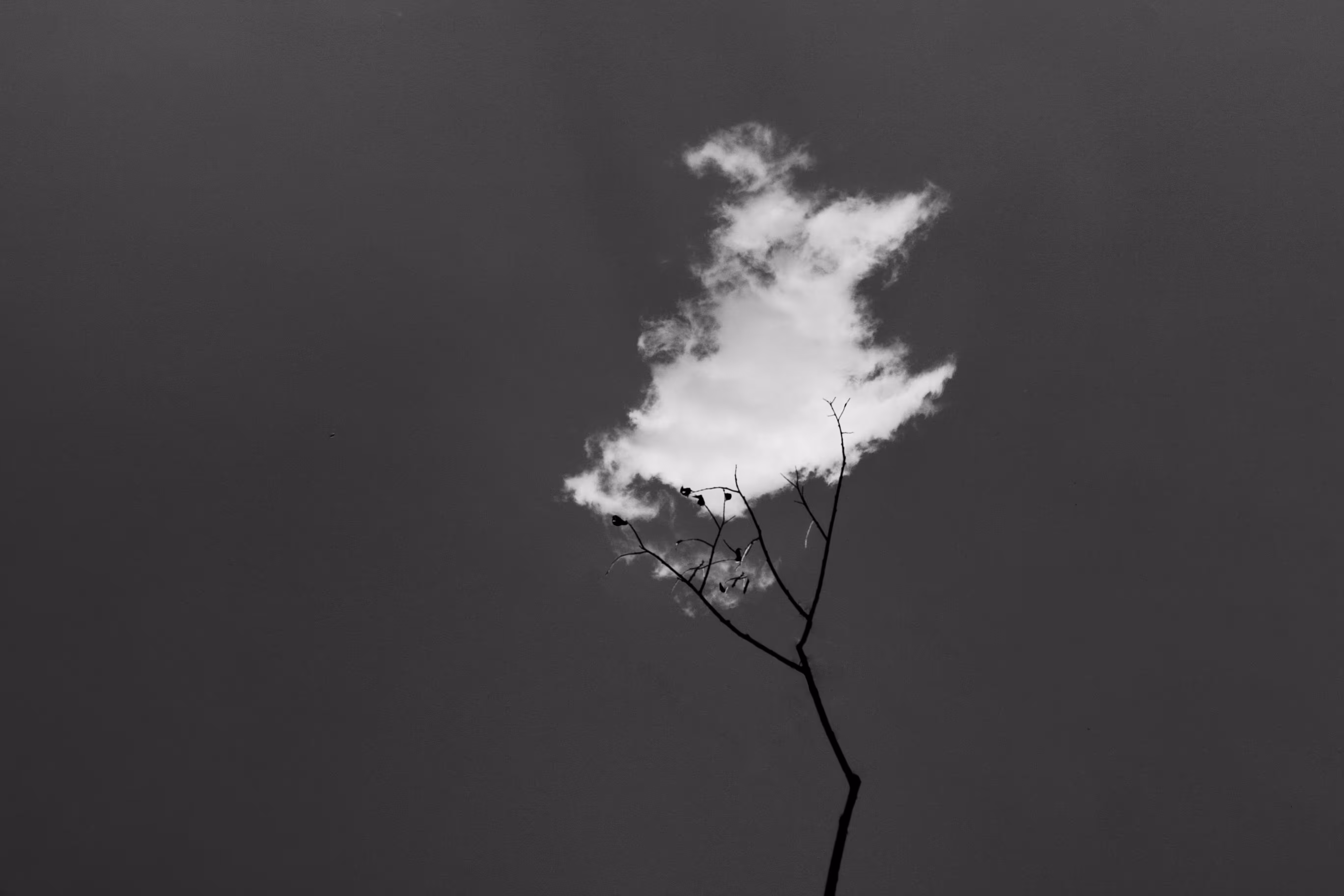 Cloud branch