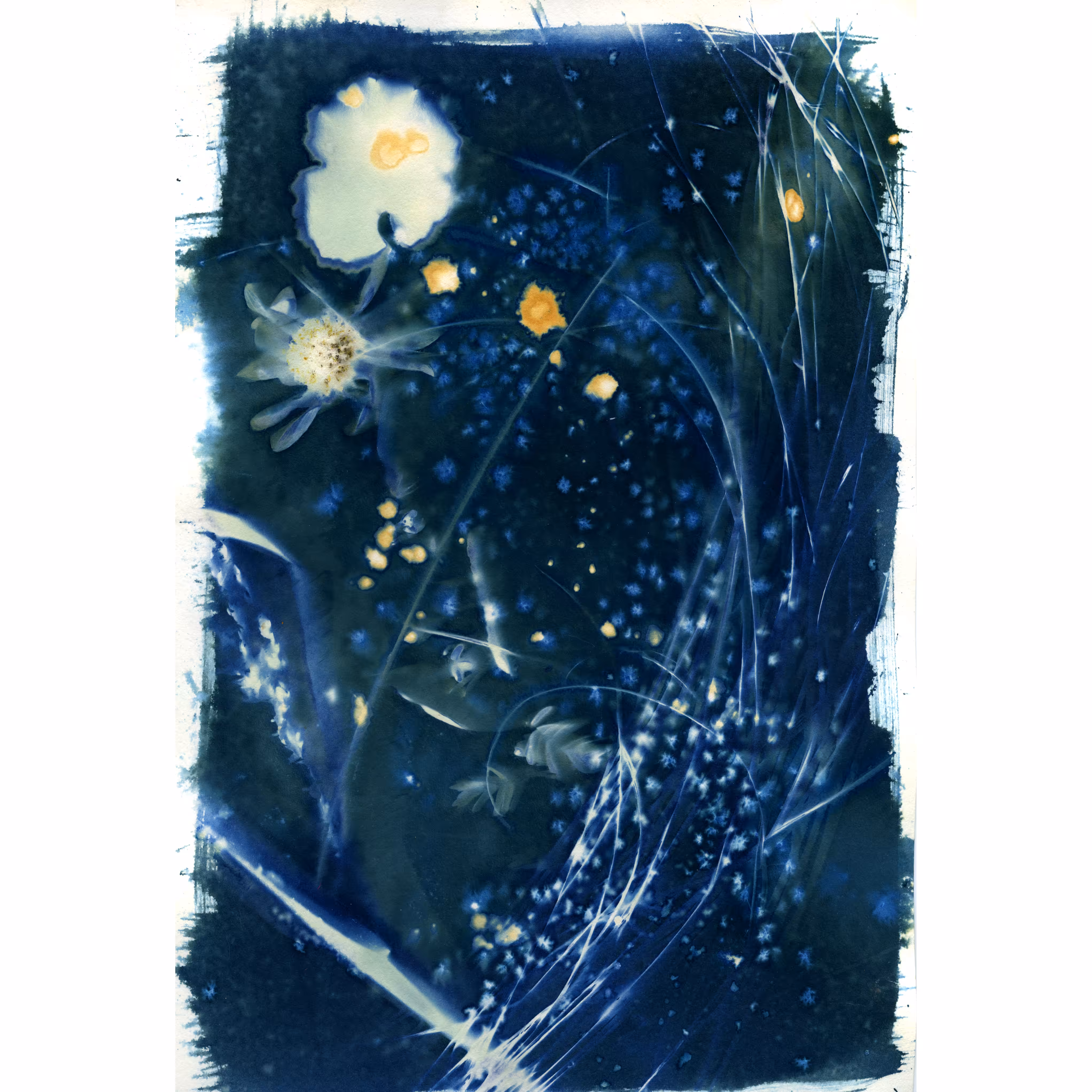 Beach Grass Wet Cyanotype