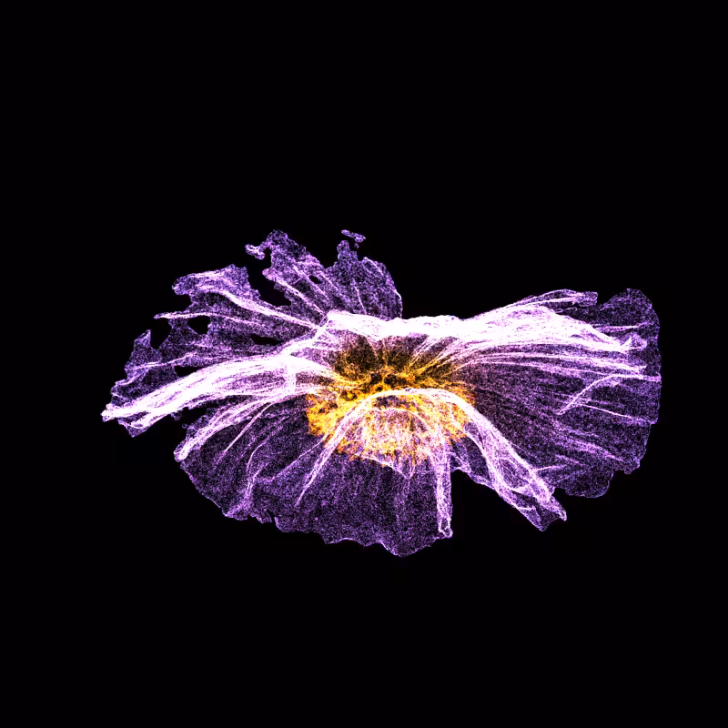 White Poppy 30 #270