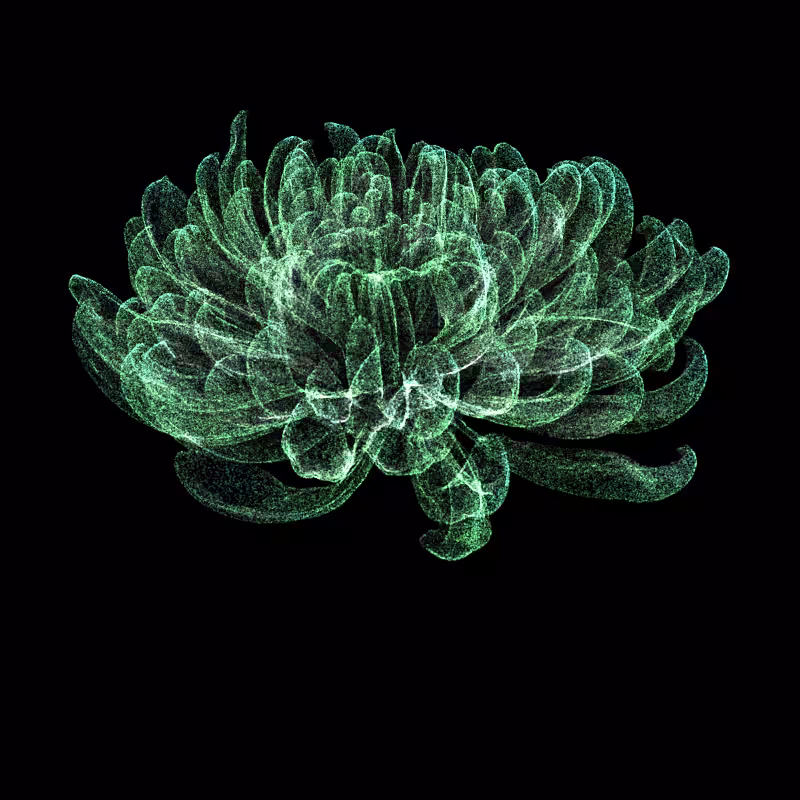 Chrysanthemum Morifolium 30 #140