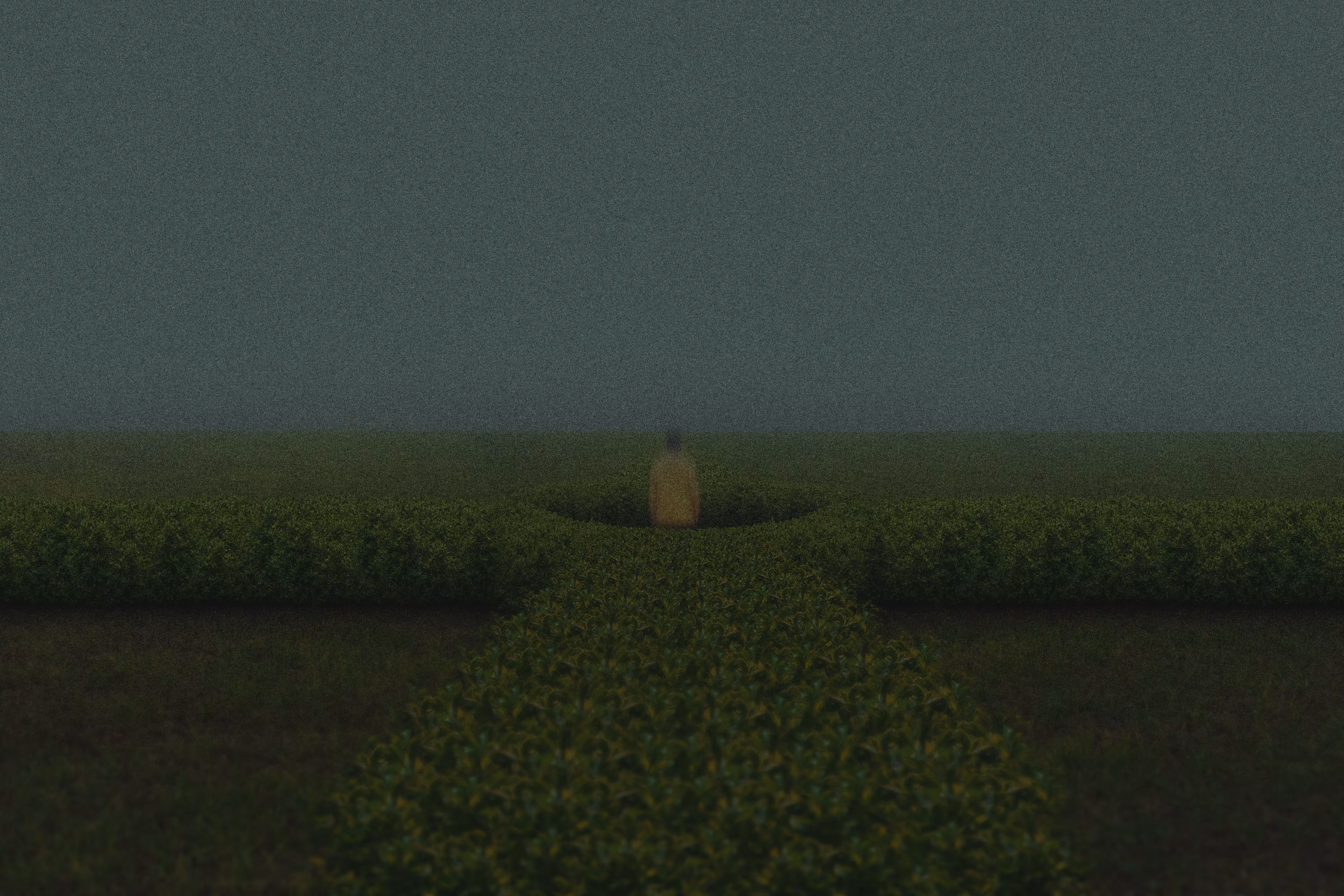 Silence Within the Hedge