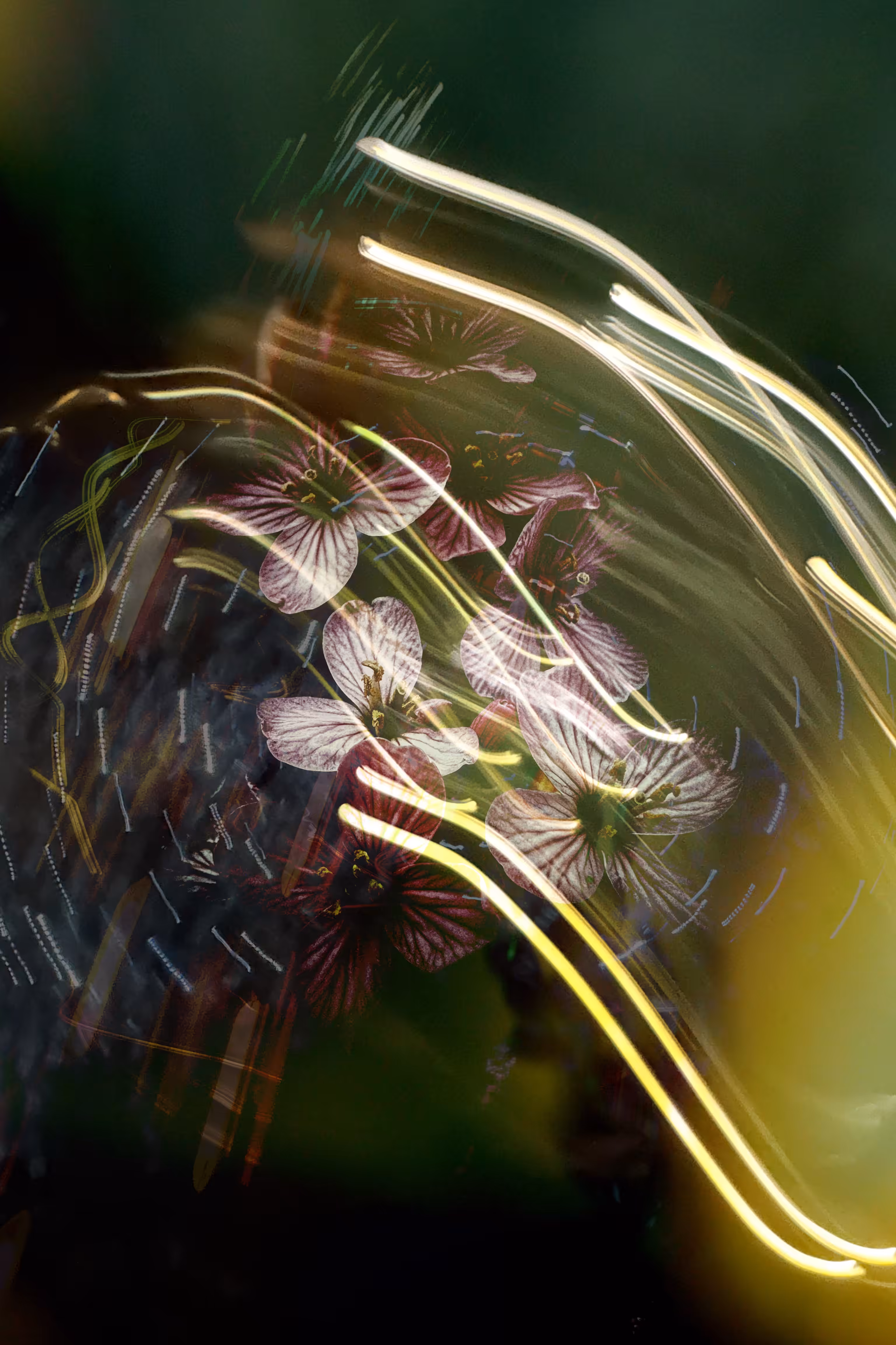 Floral Nebulae #6
