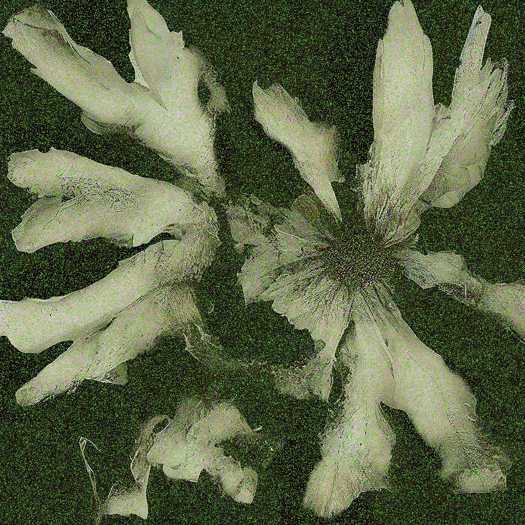 The Boneflower