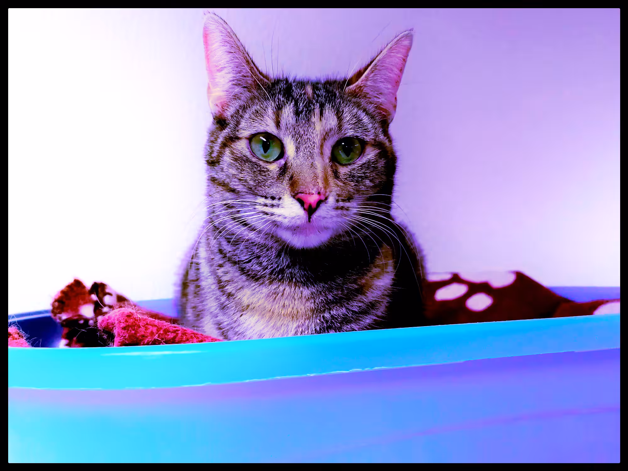 Soulcat
