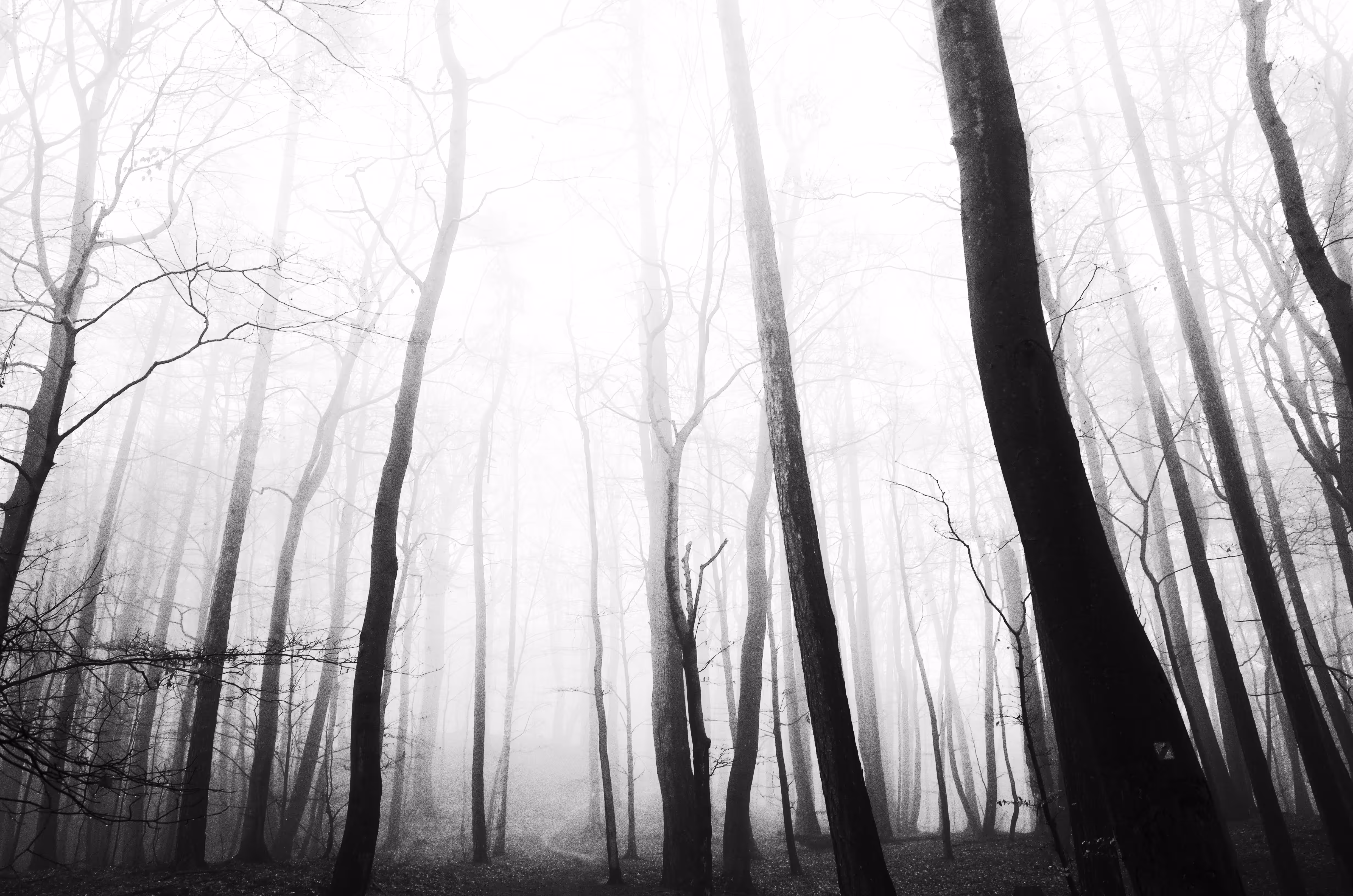 Dark Forest